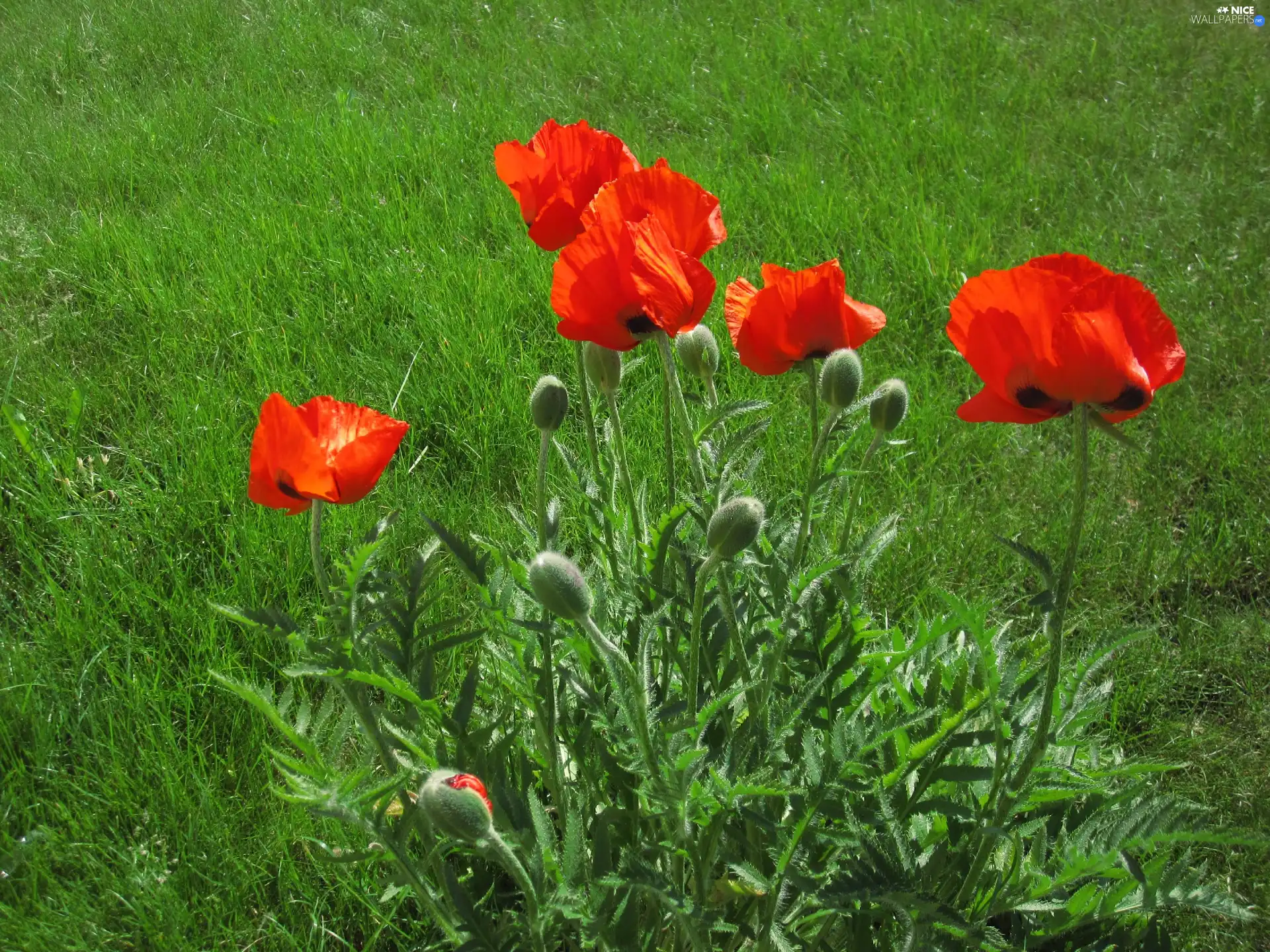 red weed, Meadow