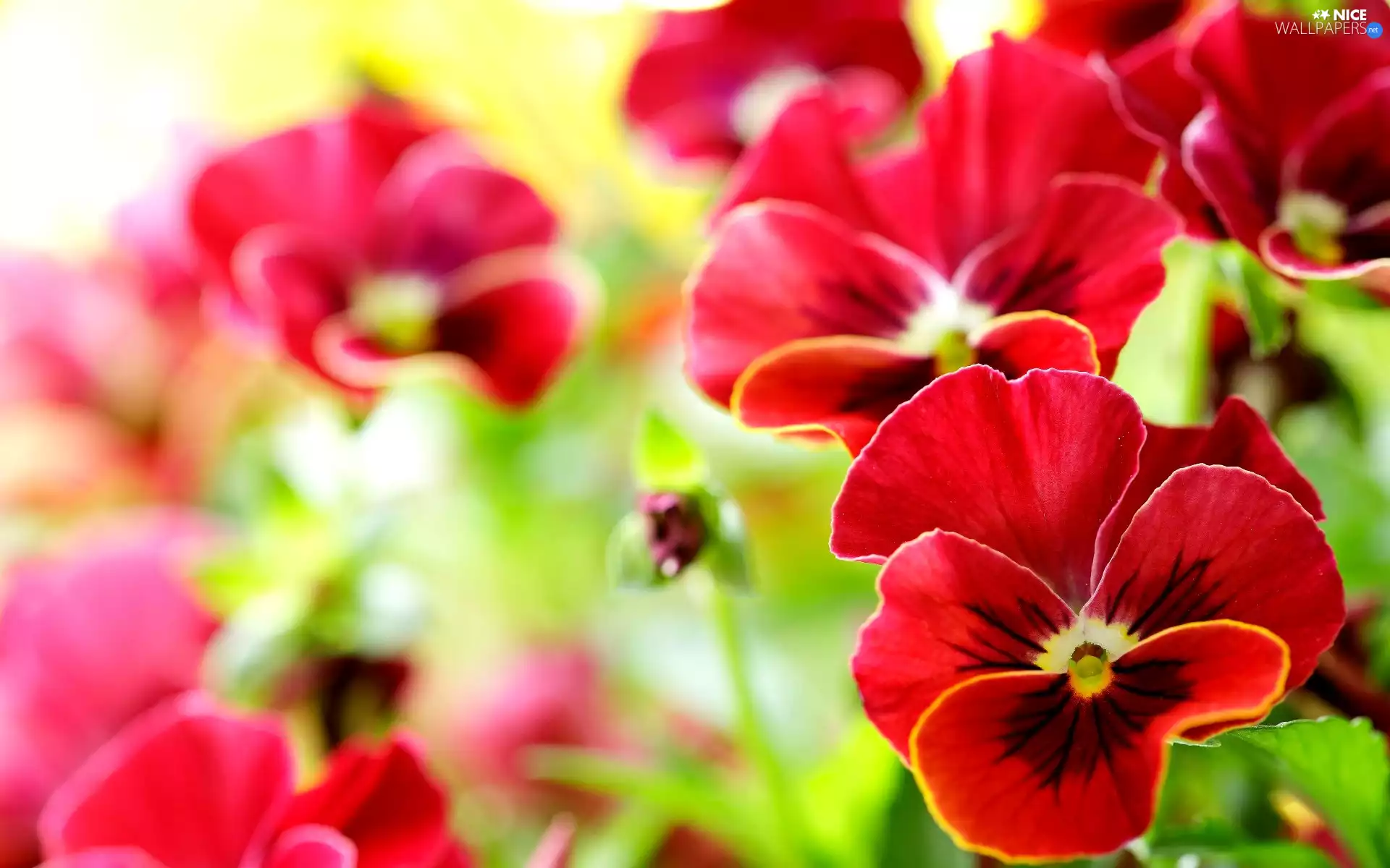 Red, pansies