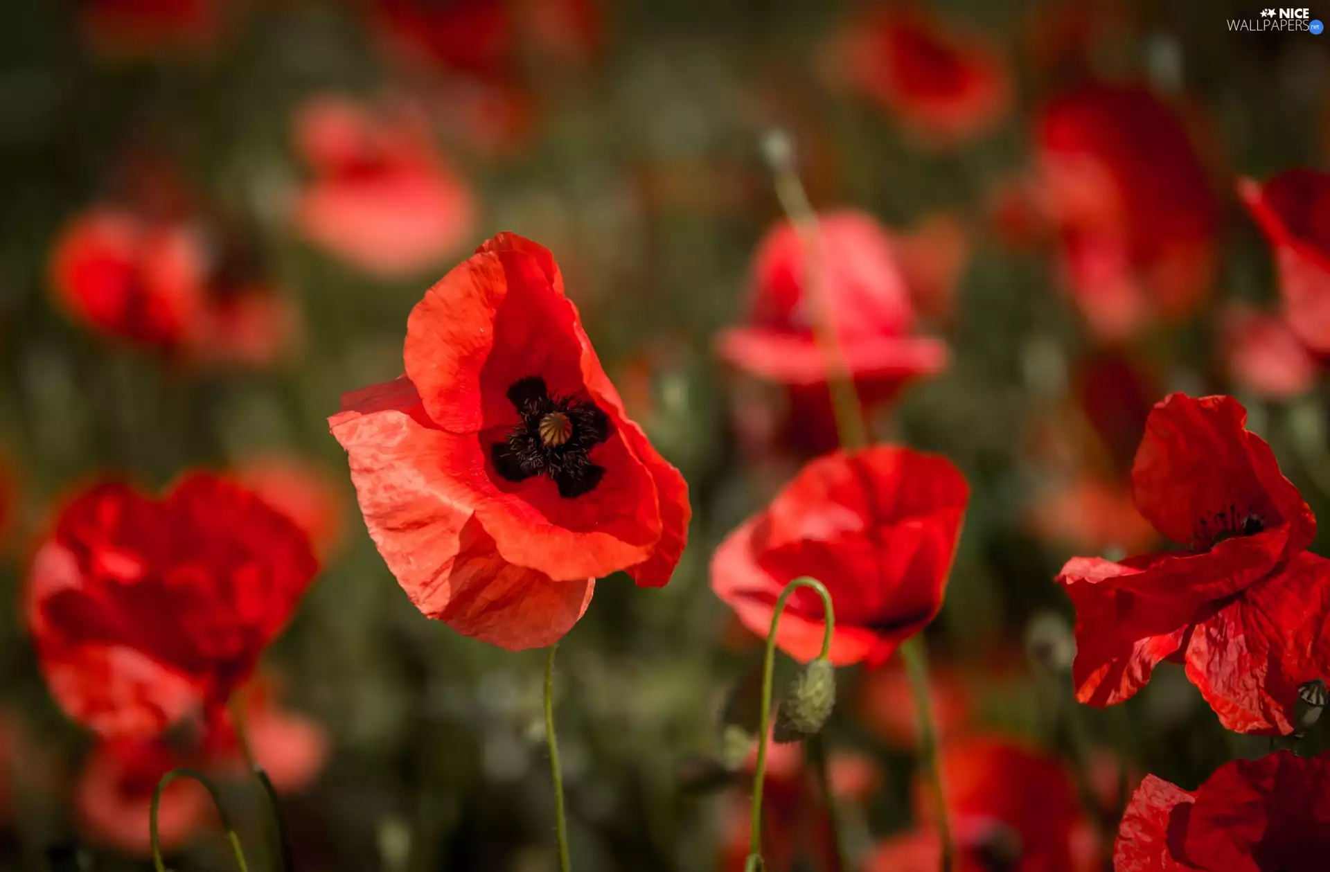 Red, papavers