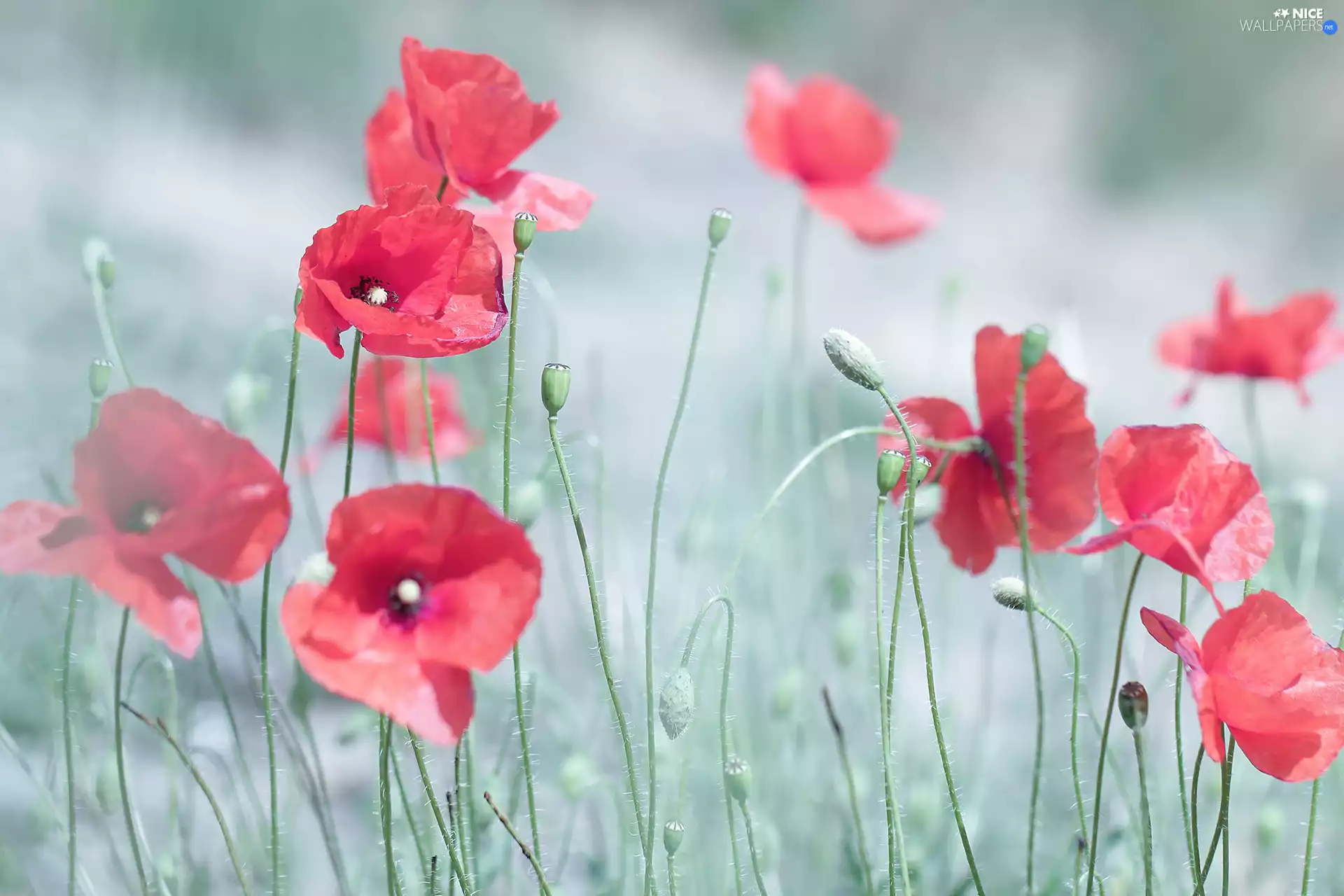 papavers, developed, Flowers, Red