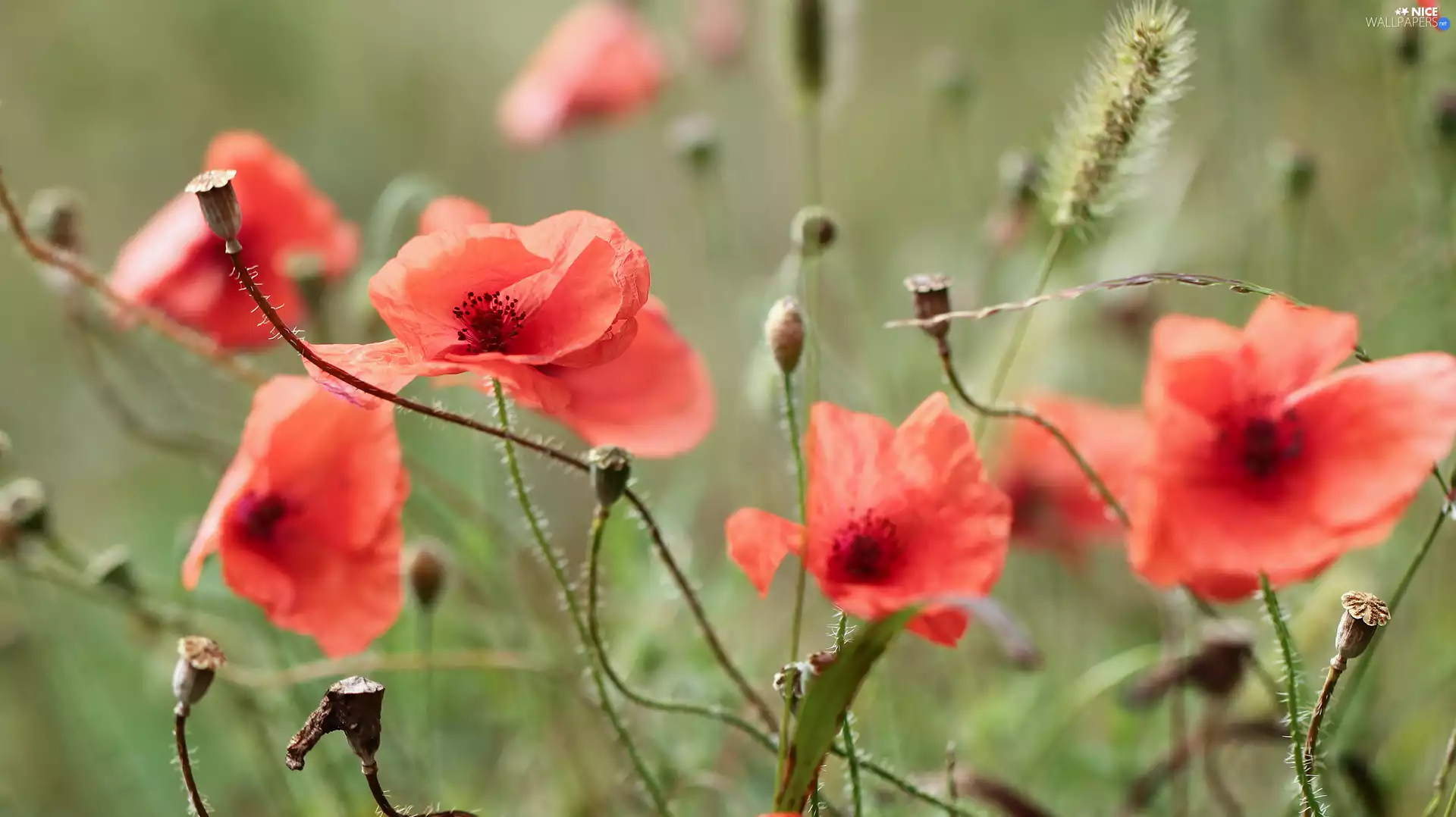 papavers, Wildflowers, Flowers, Red