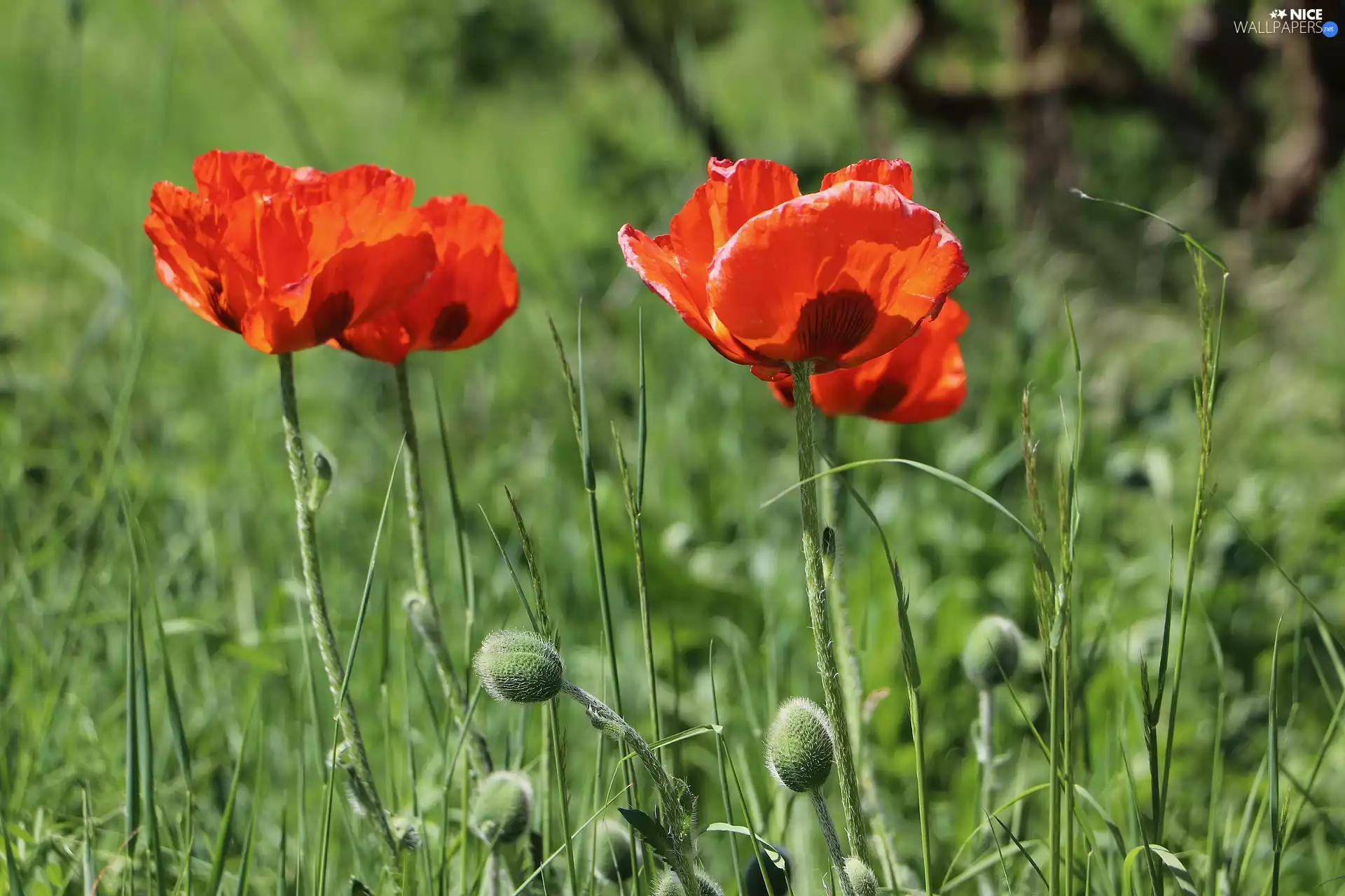 papavers, Meadow, grass, Red