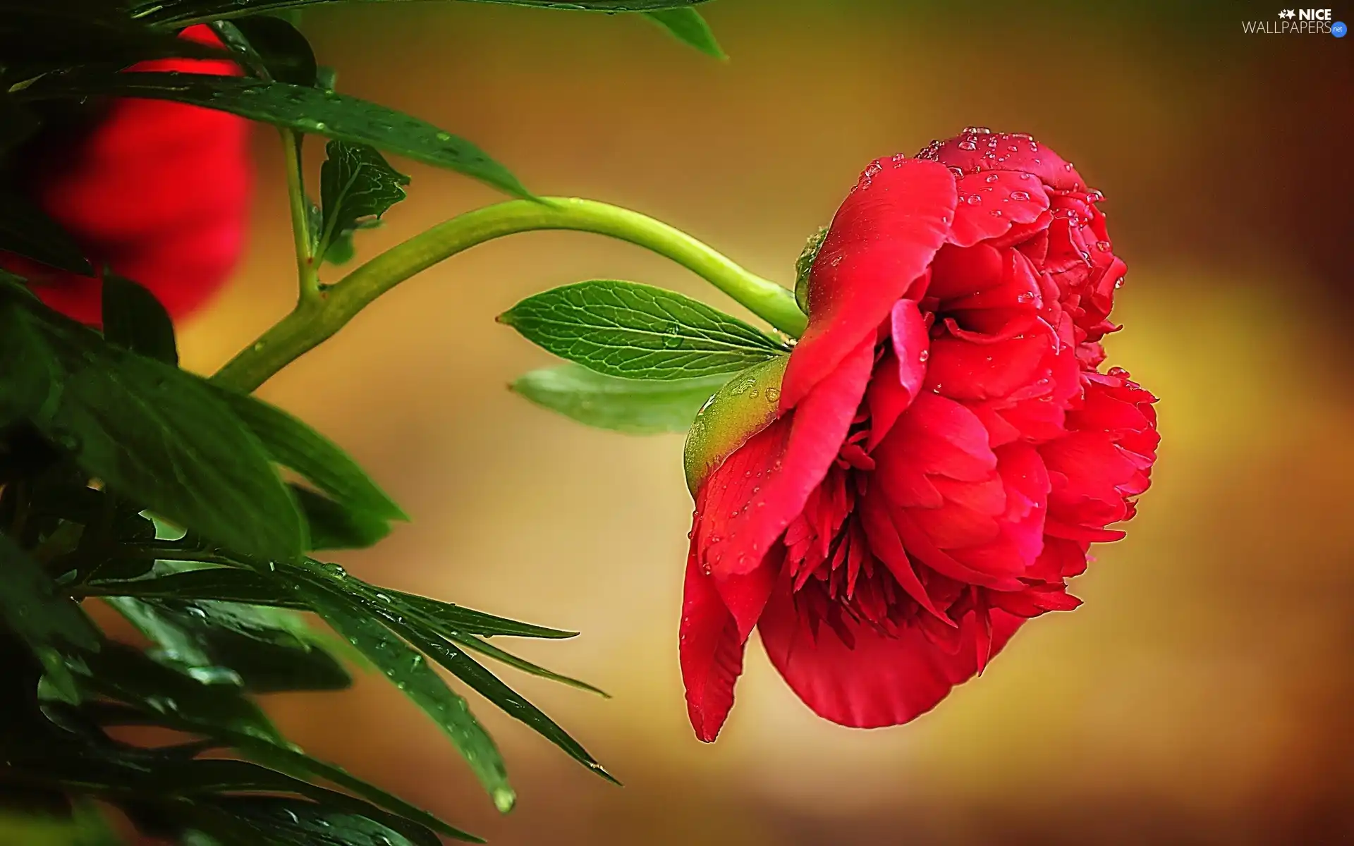 red hot, peony