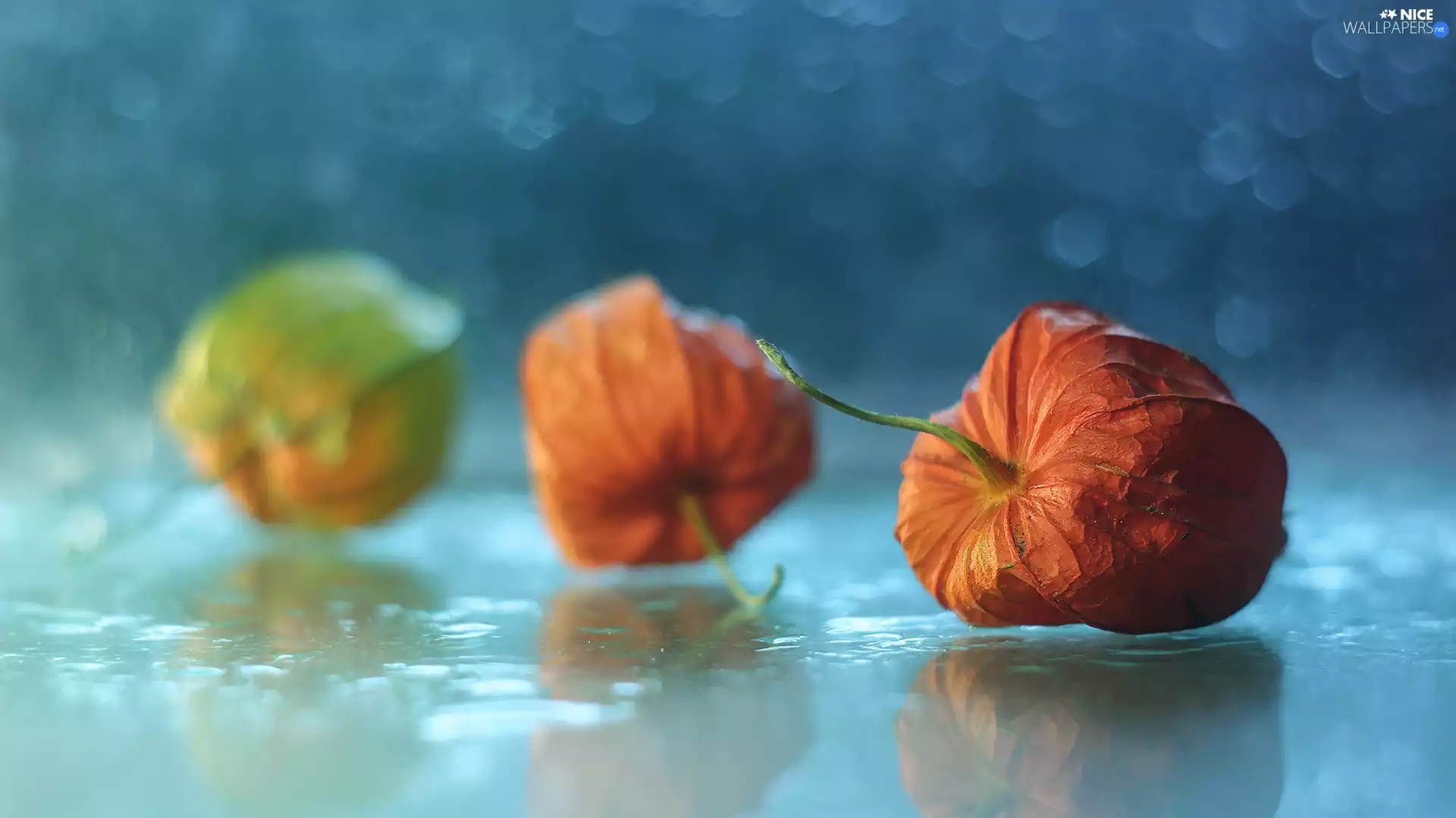 Plants, physalis bloated, Red