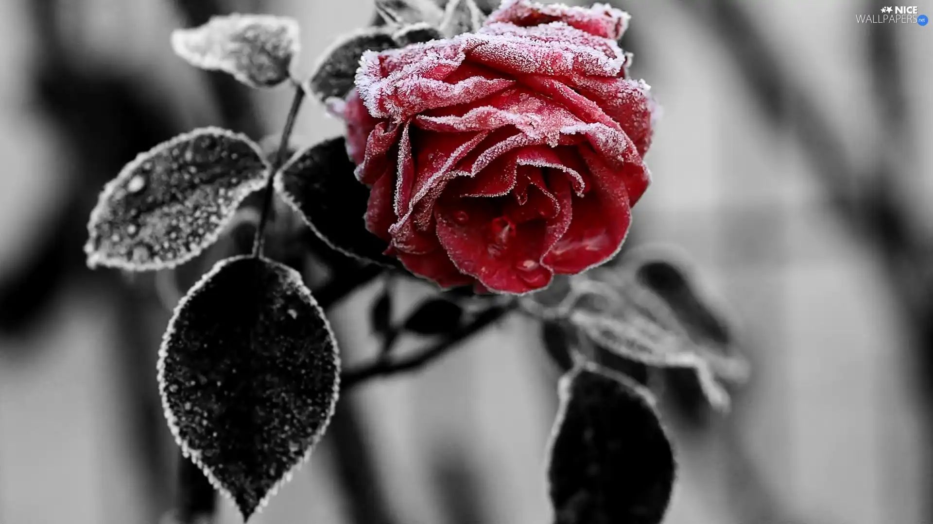 rose, frozen, red hot