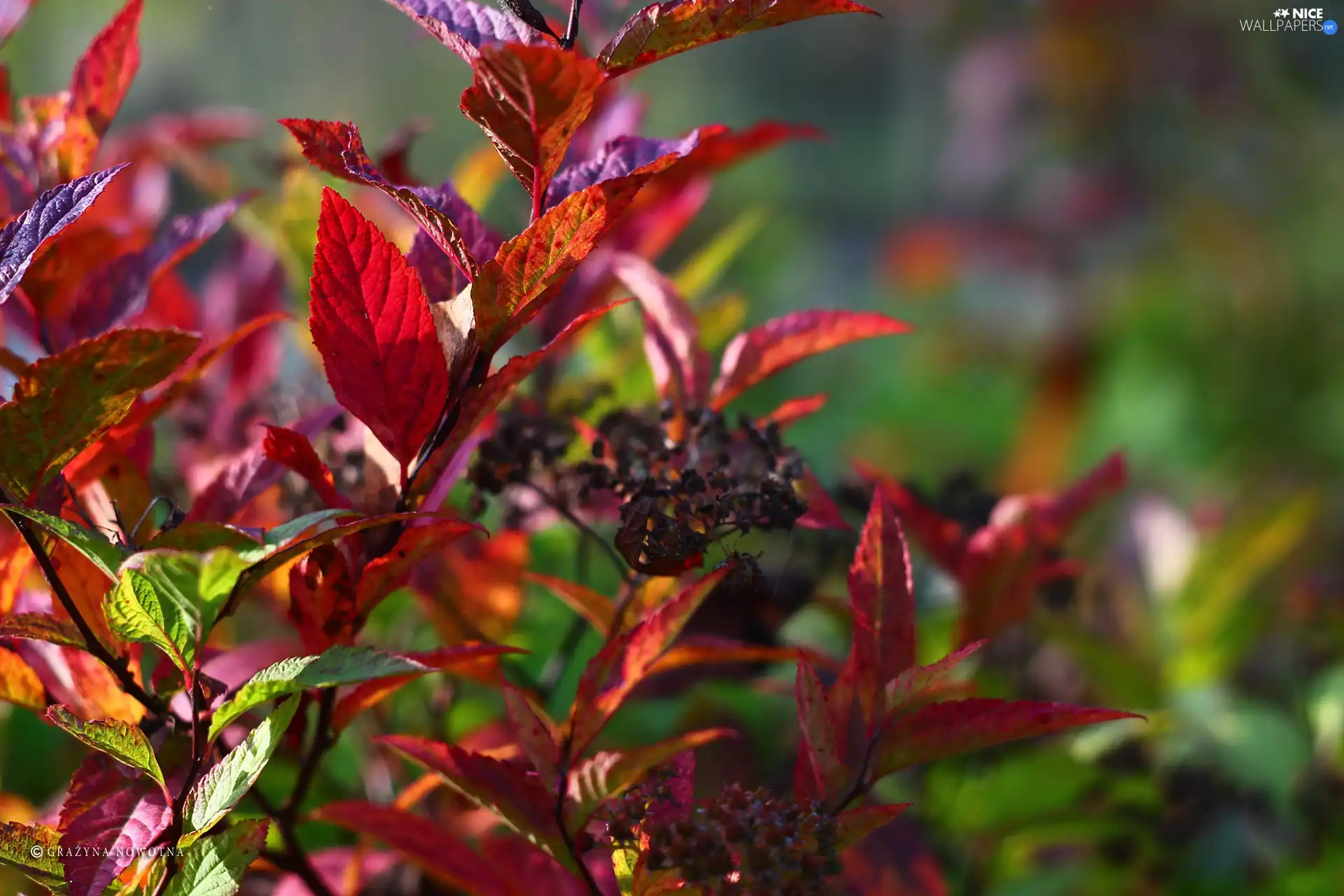 Japanese Spirea, Leaf, Red, Bush