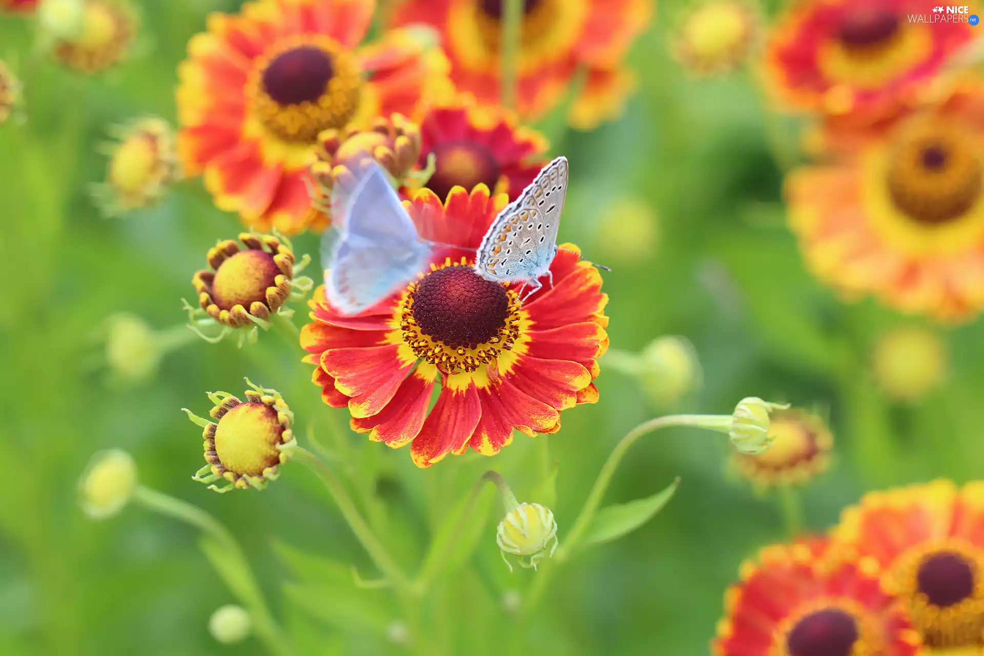 butterflies, blue tits, Red, Flowers, Helenium Hybridum