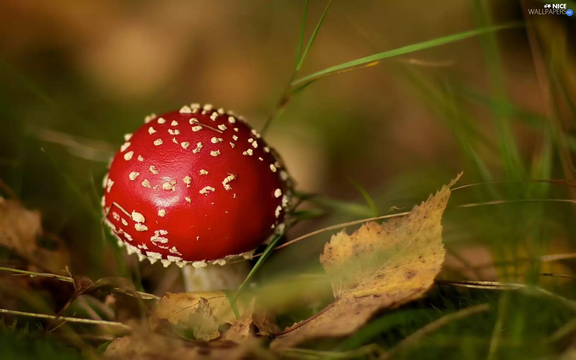 Red, toadstool