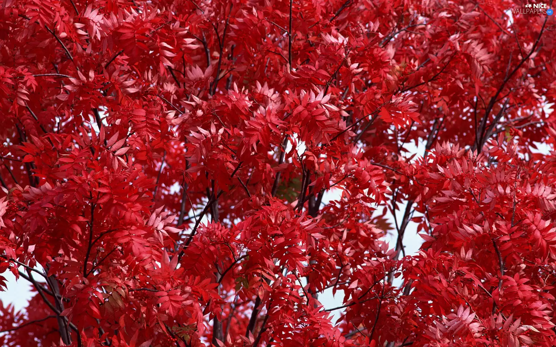 trees, Leaf, autumn, Red