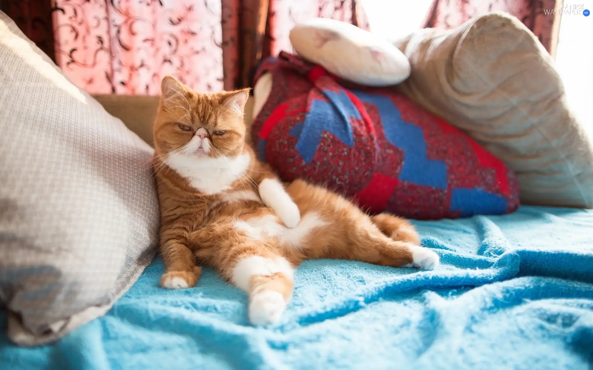 pillows, Red-white, Exotic Shorthair