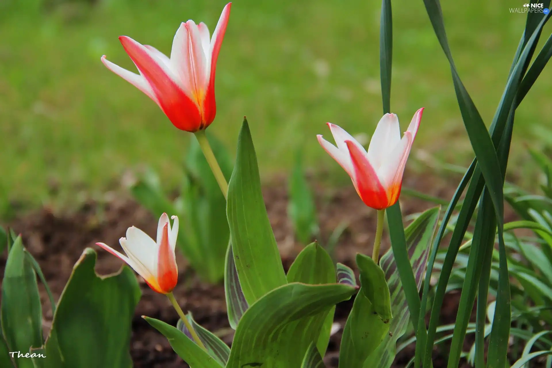 Red, Tulips, white