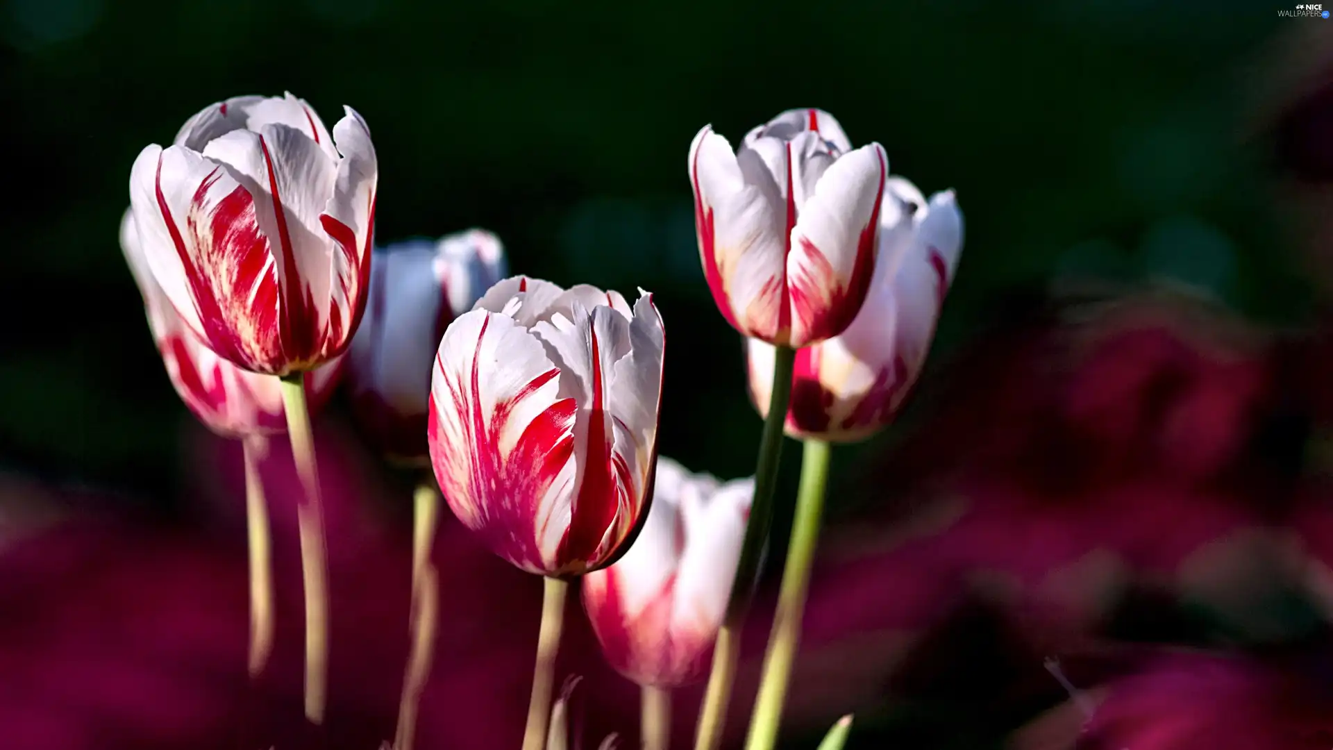 Red, Tulips, white