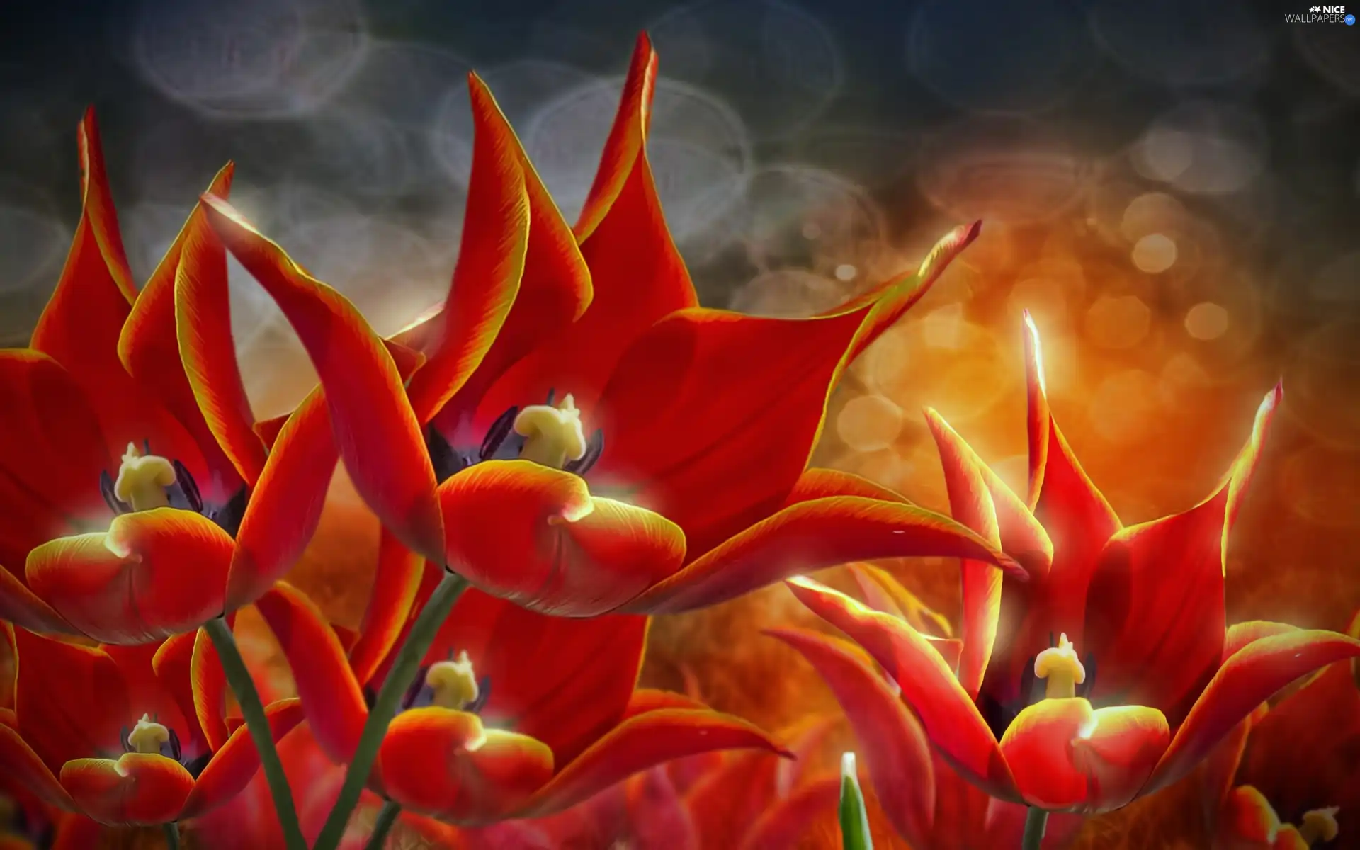 Redering, Red, Tulips