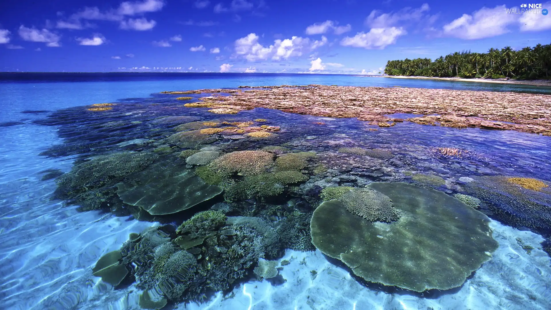 sea, reef