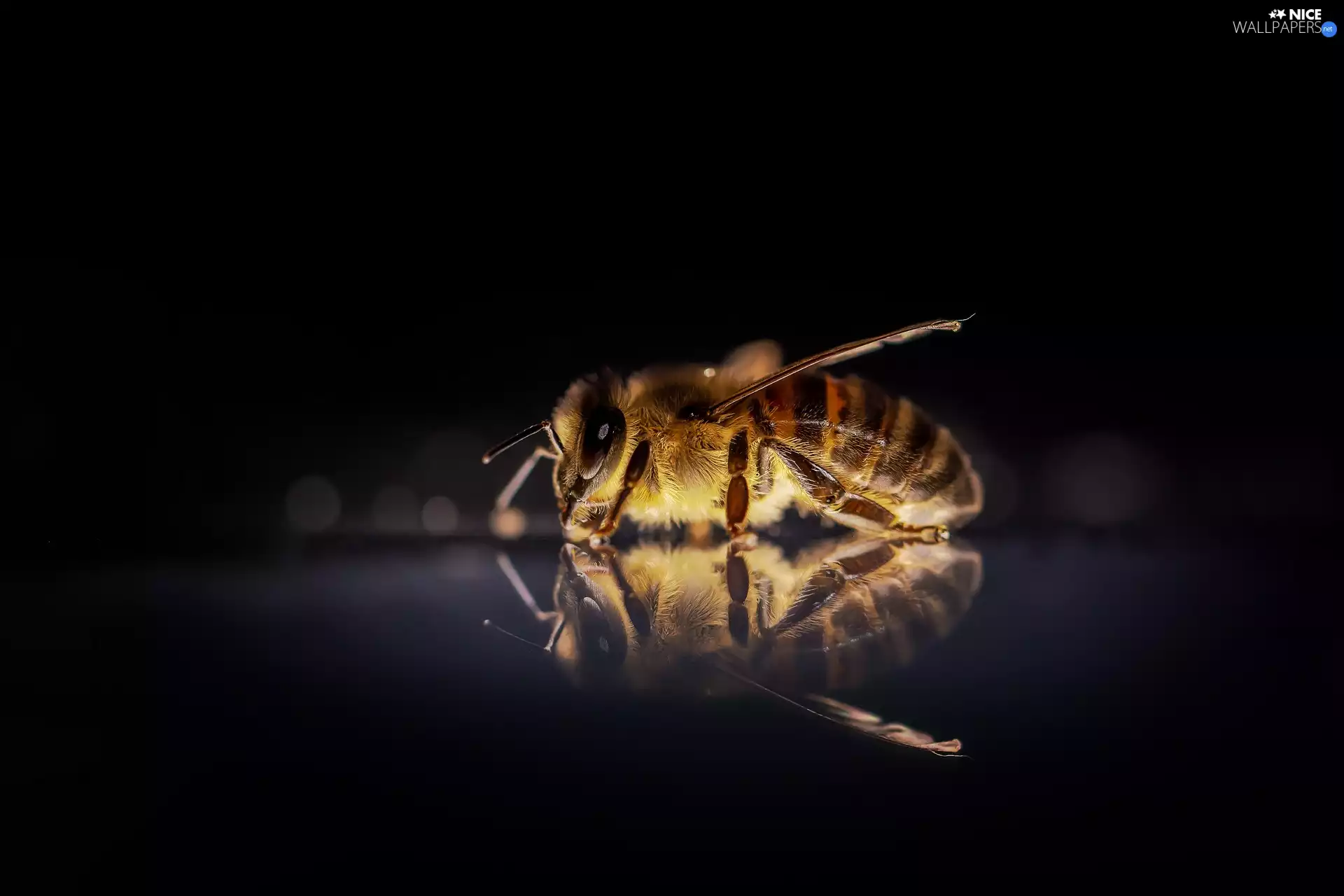 reflection, Insect, bee