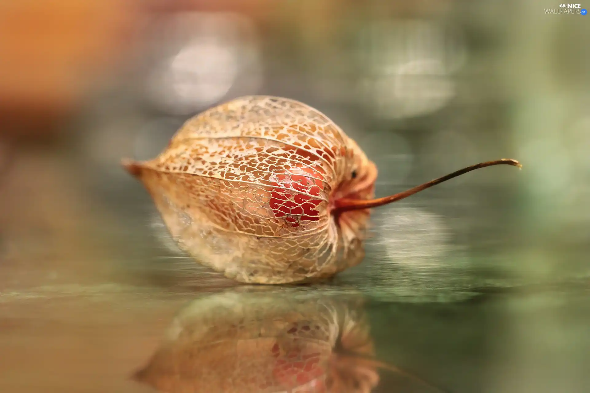 physalis bloated, plant, reflection, dry