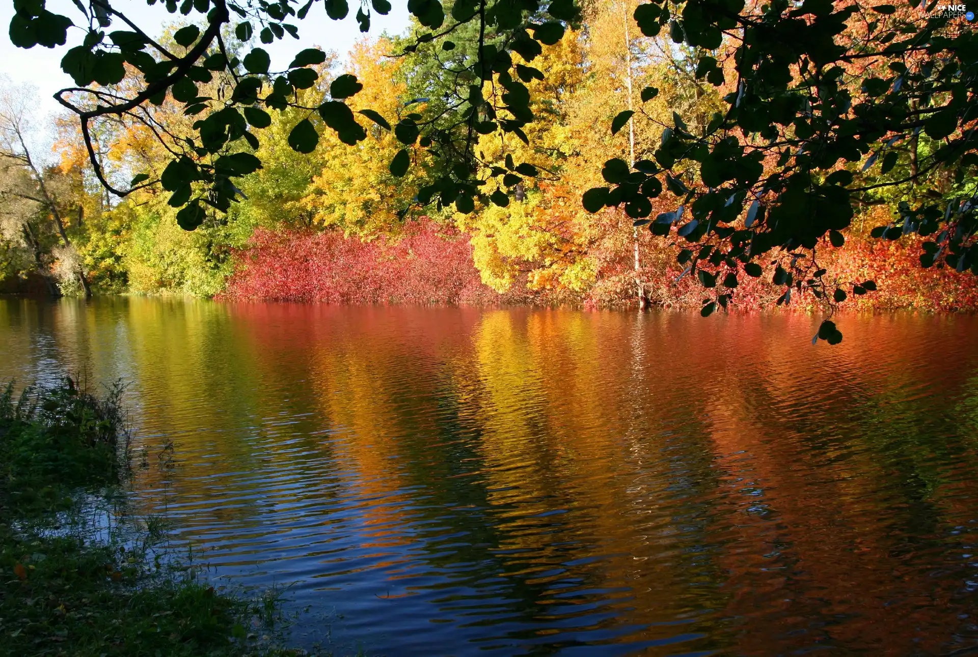 reflection, River, Bush