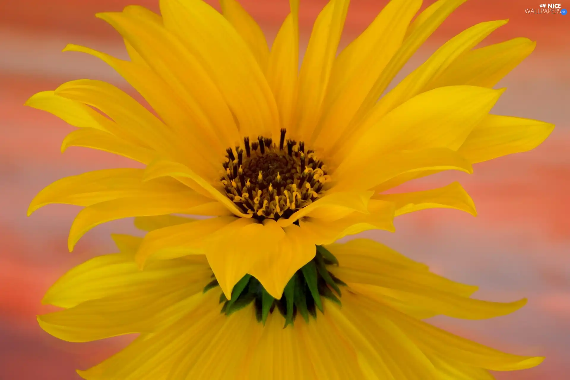 Yellow, Mirror, reflection, Colourfull Flowers