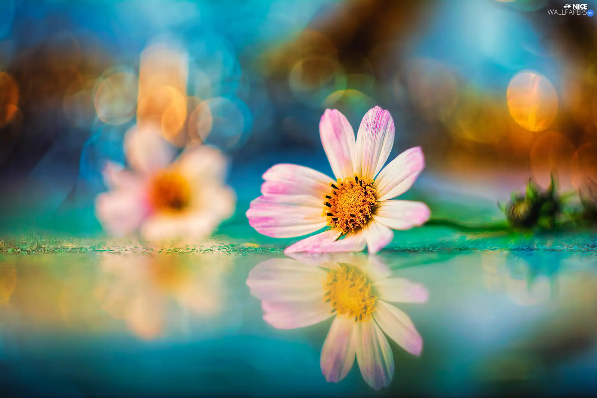 Pink-White, Bokeh, reflection, Colourfull Flowers