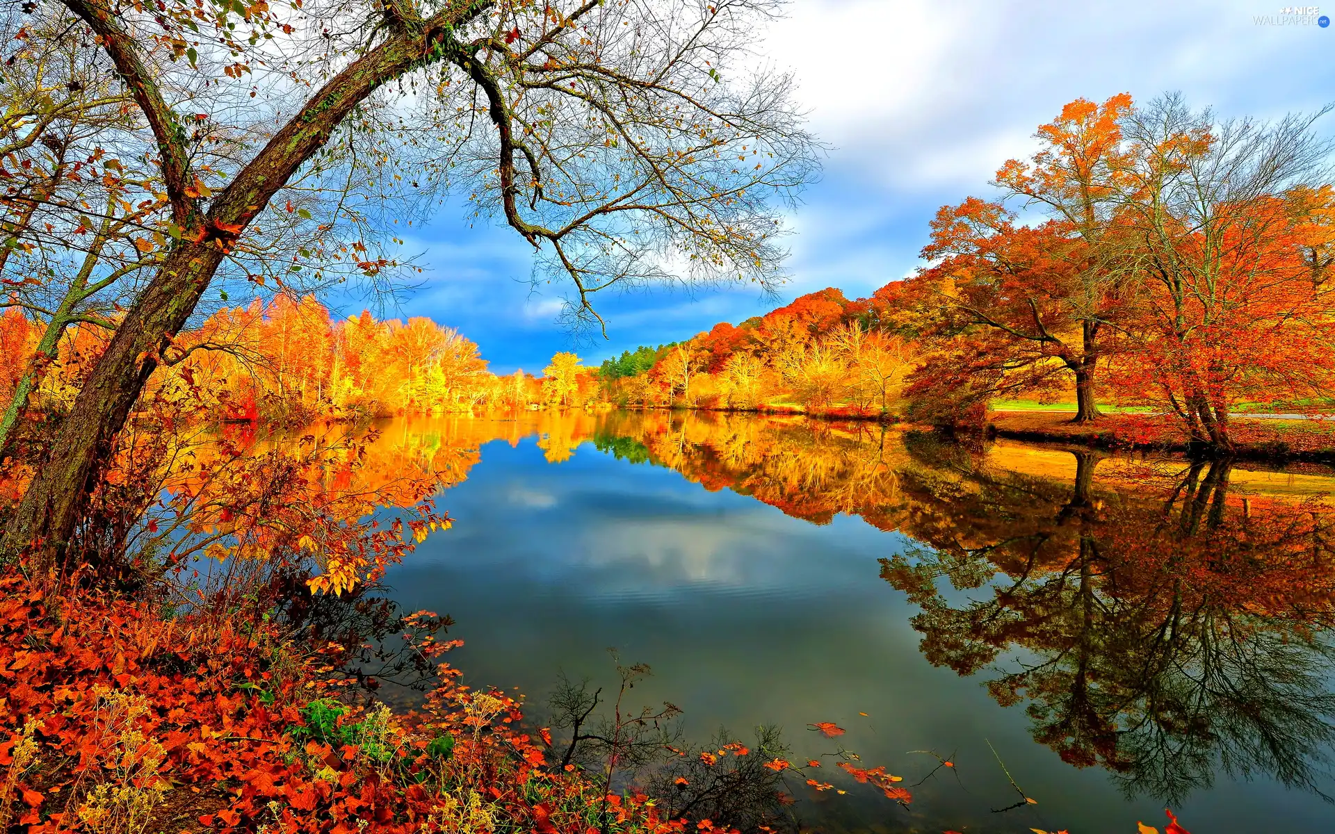 reflection, lake, forest