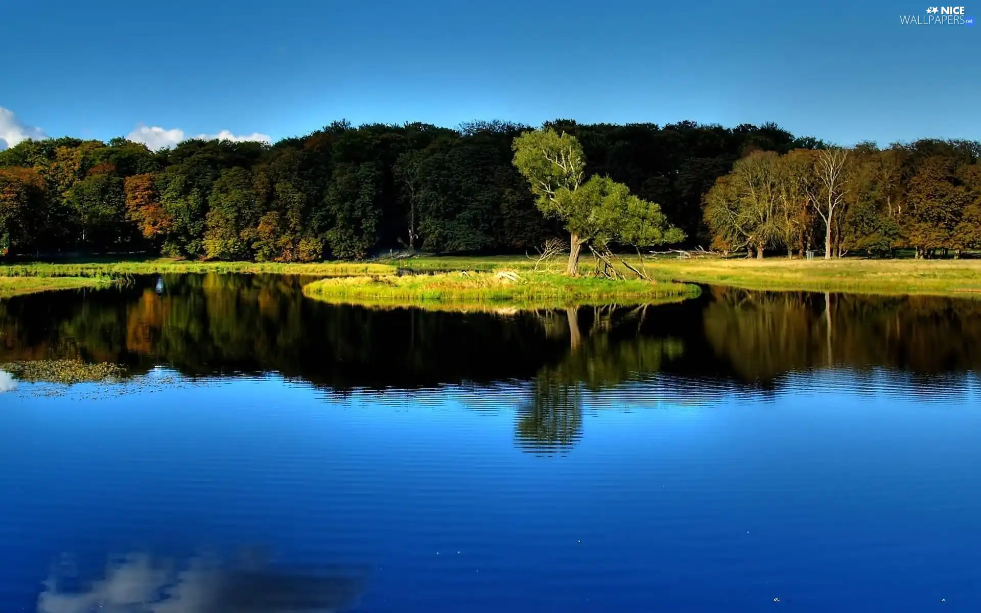 lake, coast, reflection, woody