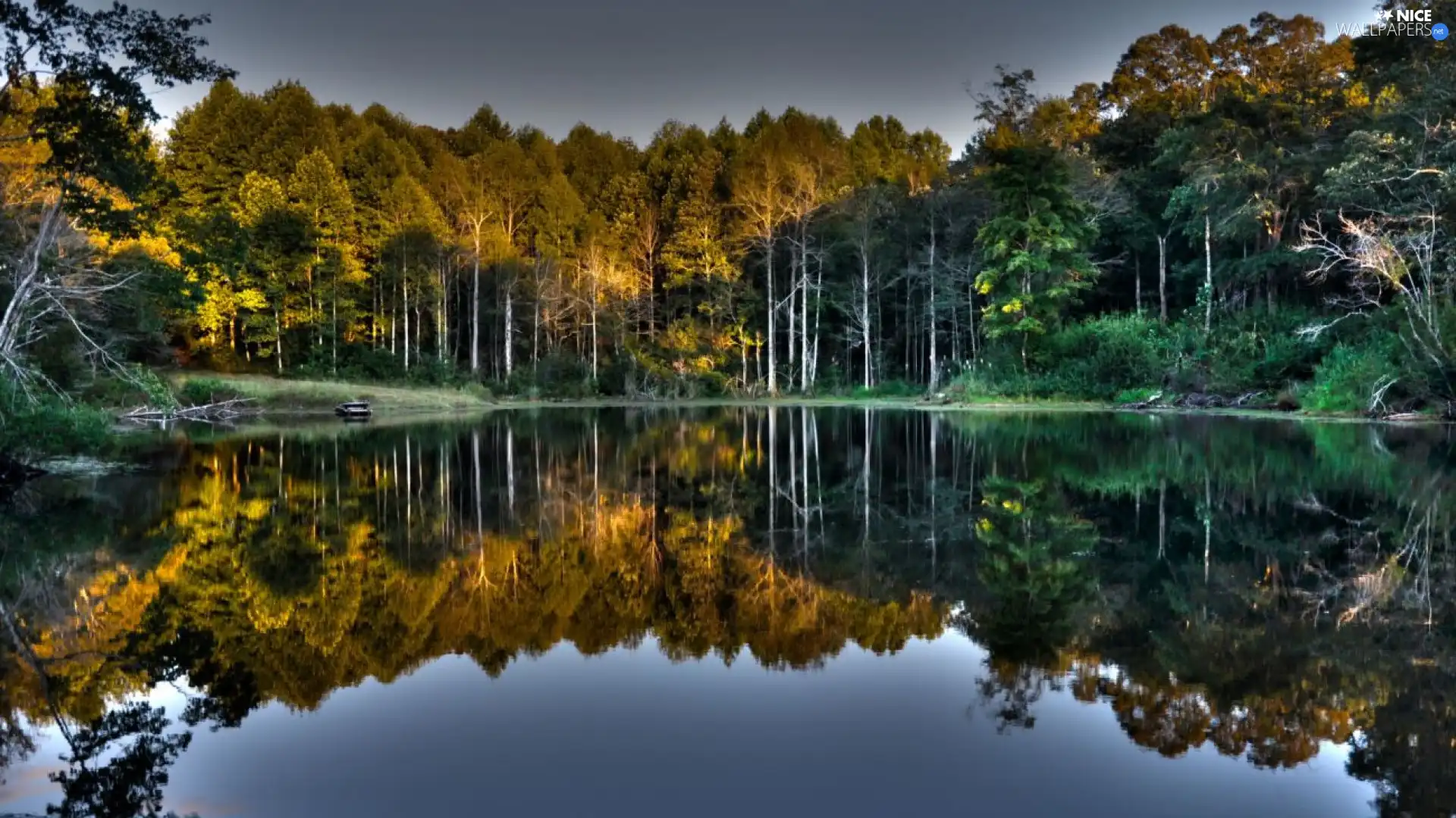 reflection, forest, lake