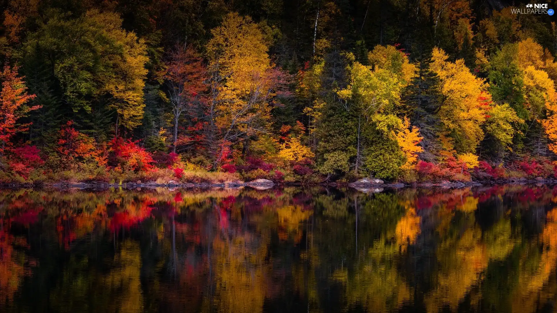 color, autumn, viewes, reflection, trees, lake
