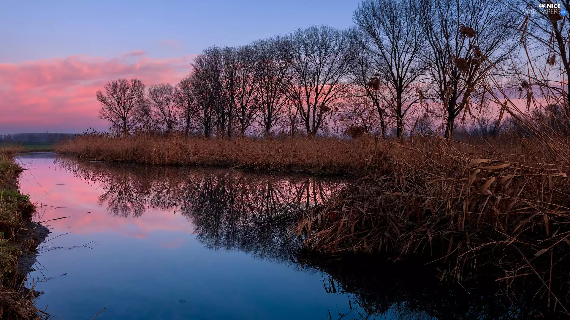 rushes, Sunrise, viewes, reflection, trees, lake