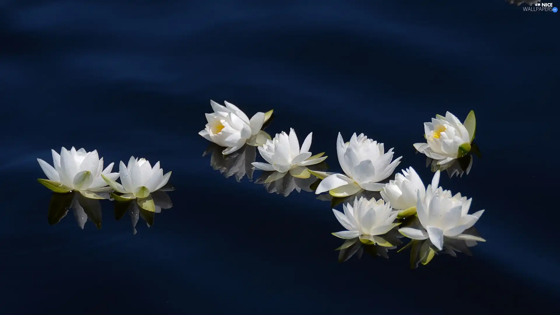 lilies, water, reflection, water