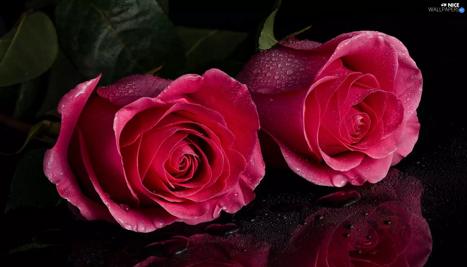 drops, reflection, Pink, roses, Two