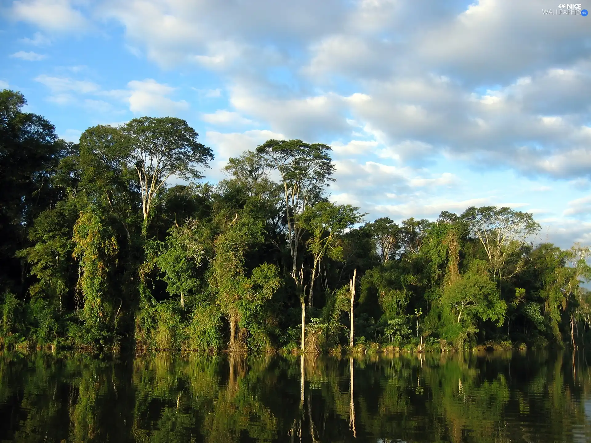 reflection, forest, River