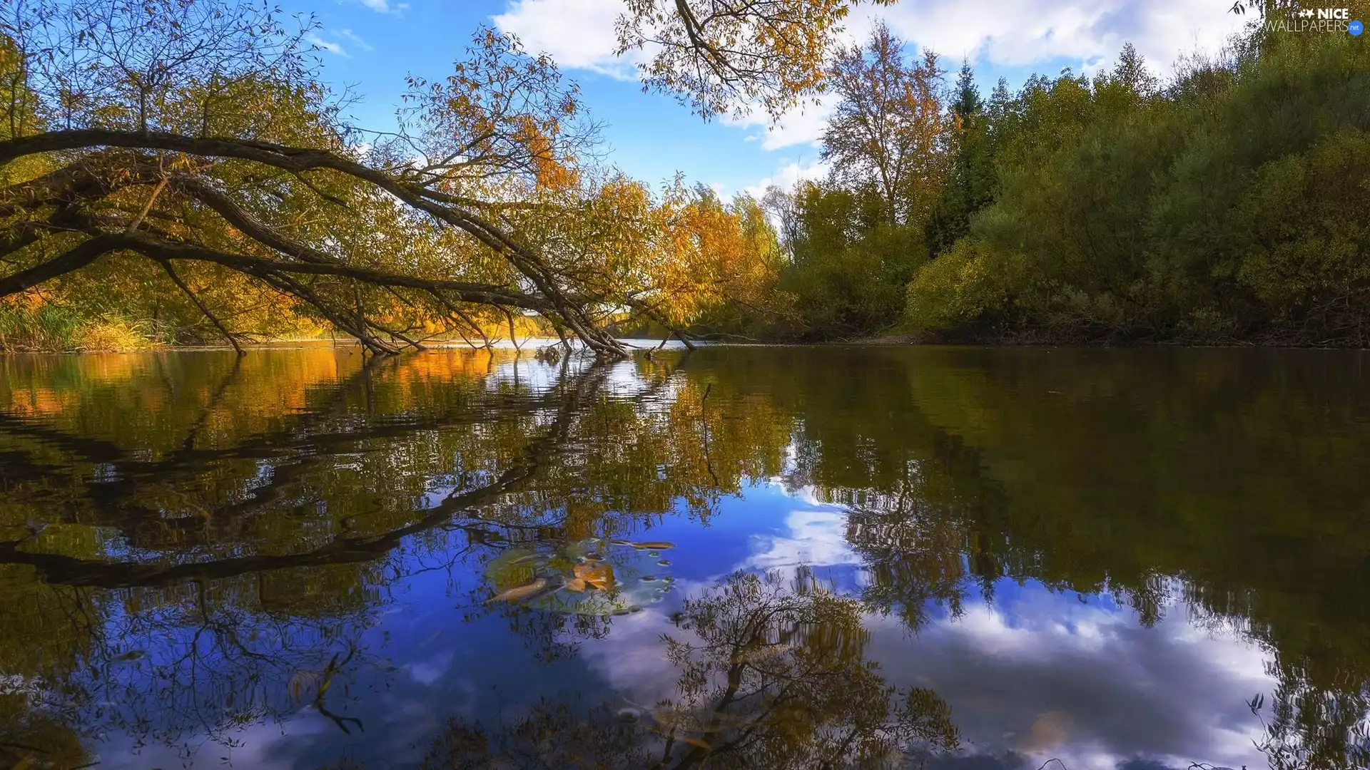 inclined, autumn, viewes, reflection, trees, River