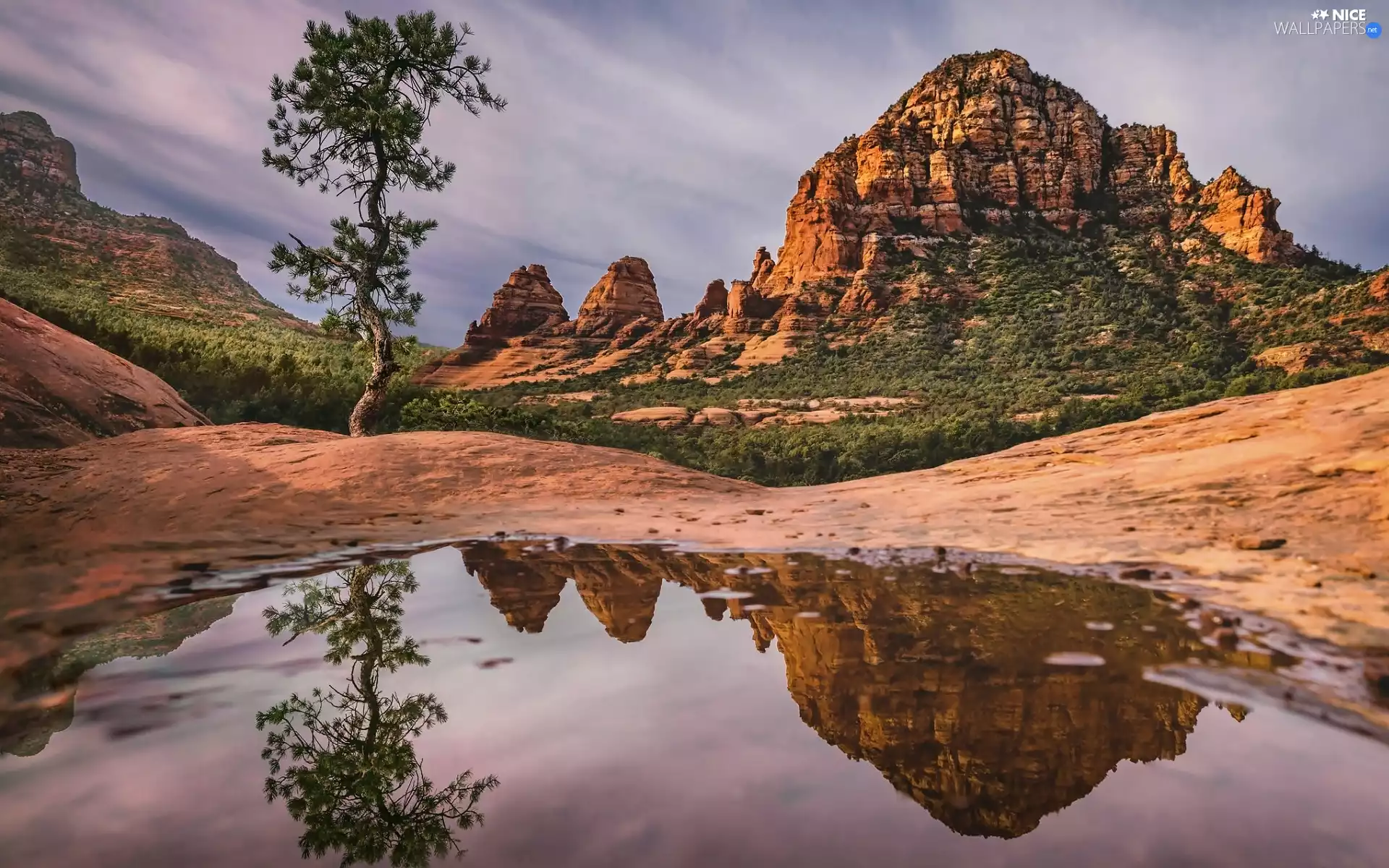 trees, Mountains, puddle, reflection, pine, rocks