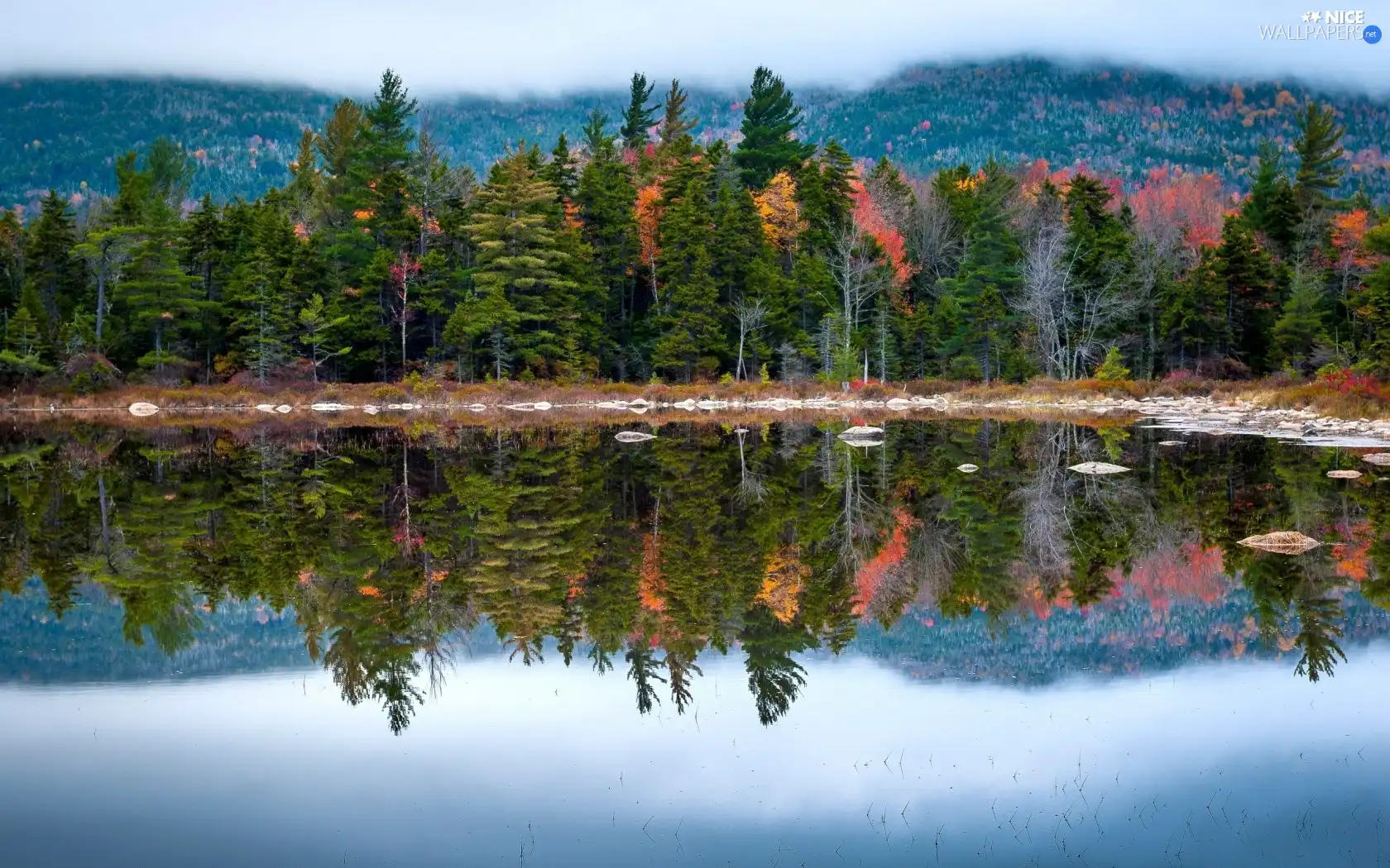 trees, lake, reflection, viewes