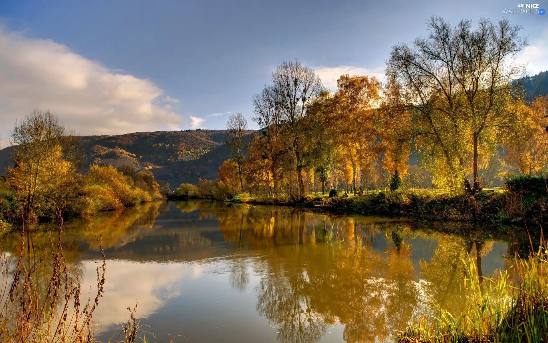 trees, water, reflection, viewes