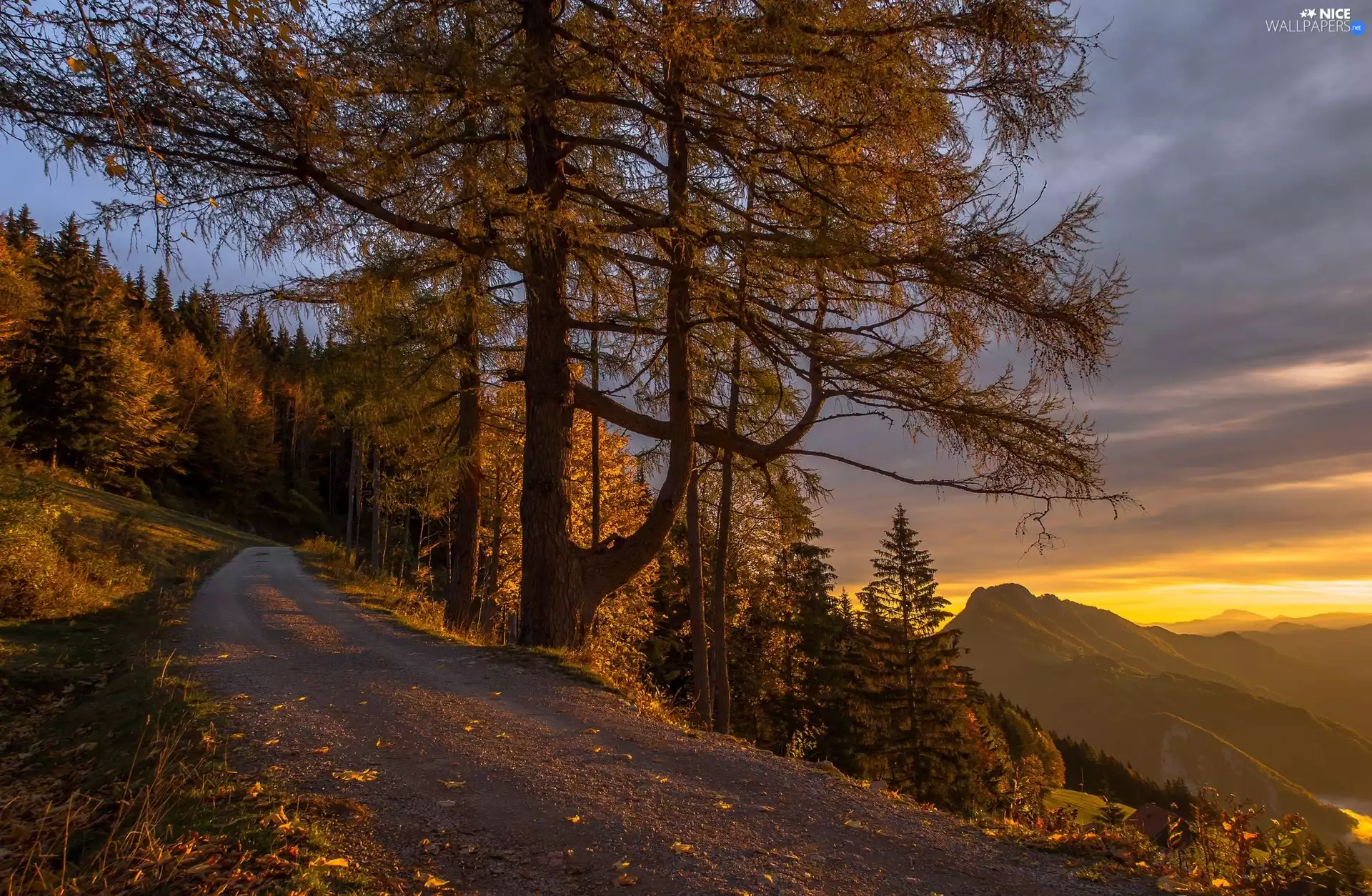 Reichraming, Austria, Way, trees, Mountains, Great Sunsets, forest, slope, viewes