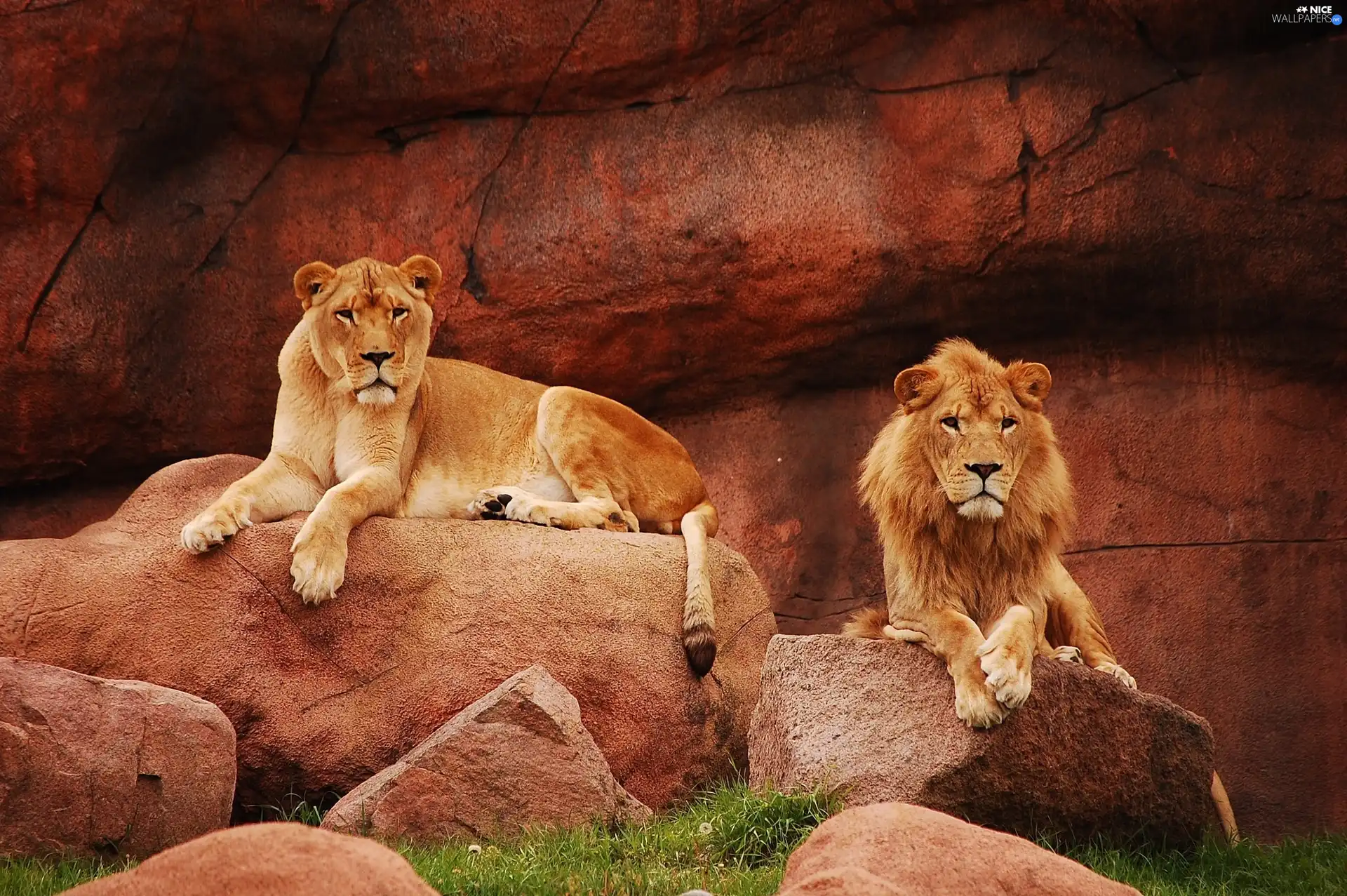 resting, Lioness, Lion