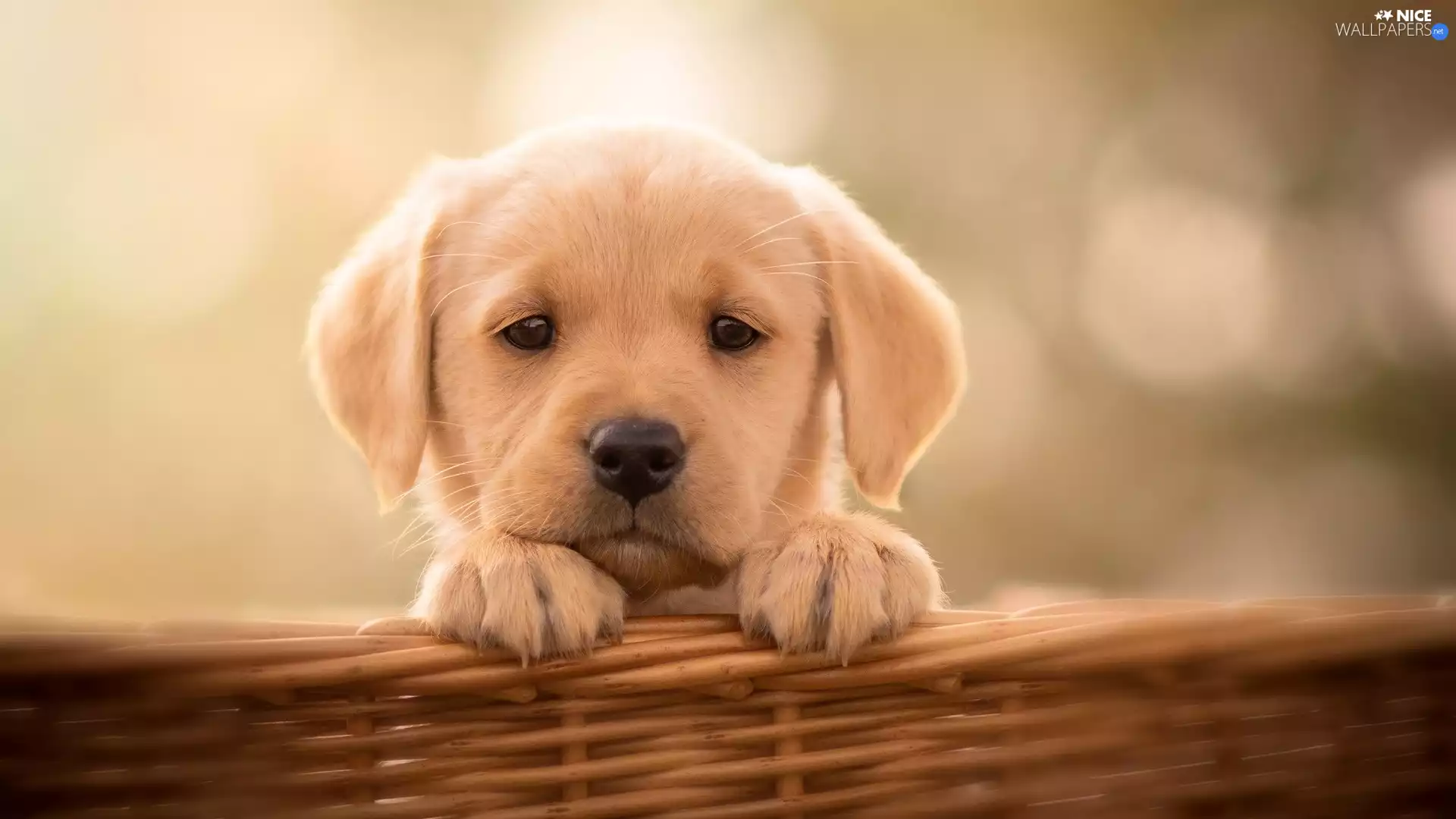 basket, Puppy, Labrador Retriever