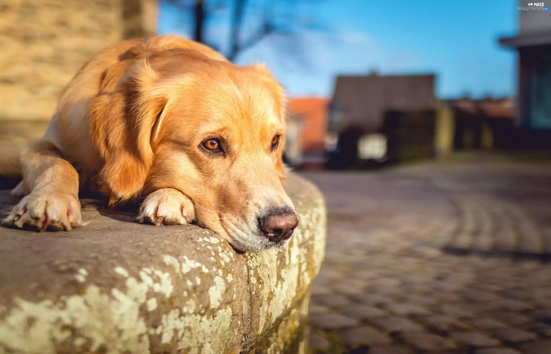 curb, lying, Labrador Retriever
