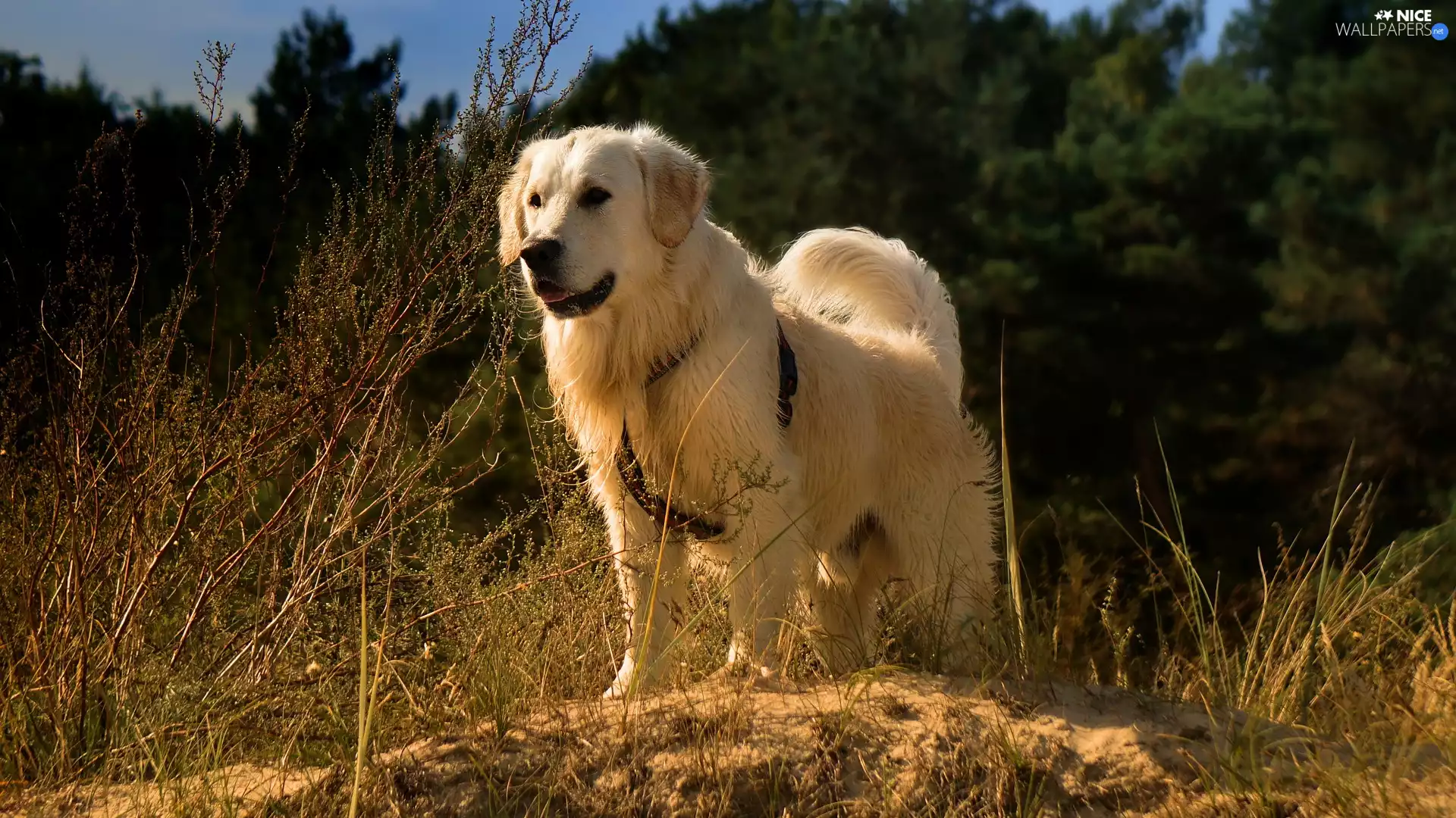grass, Plants, Golden Retriever, braces, dog
