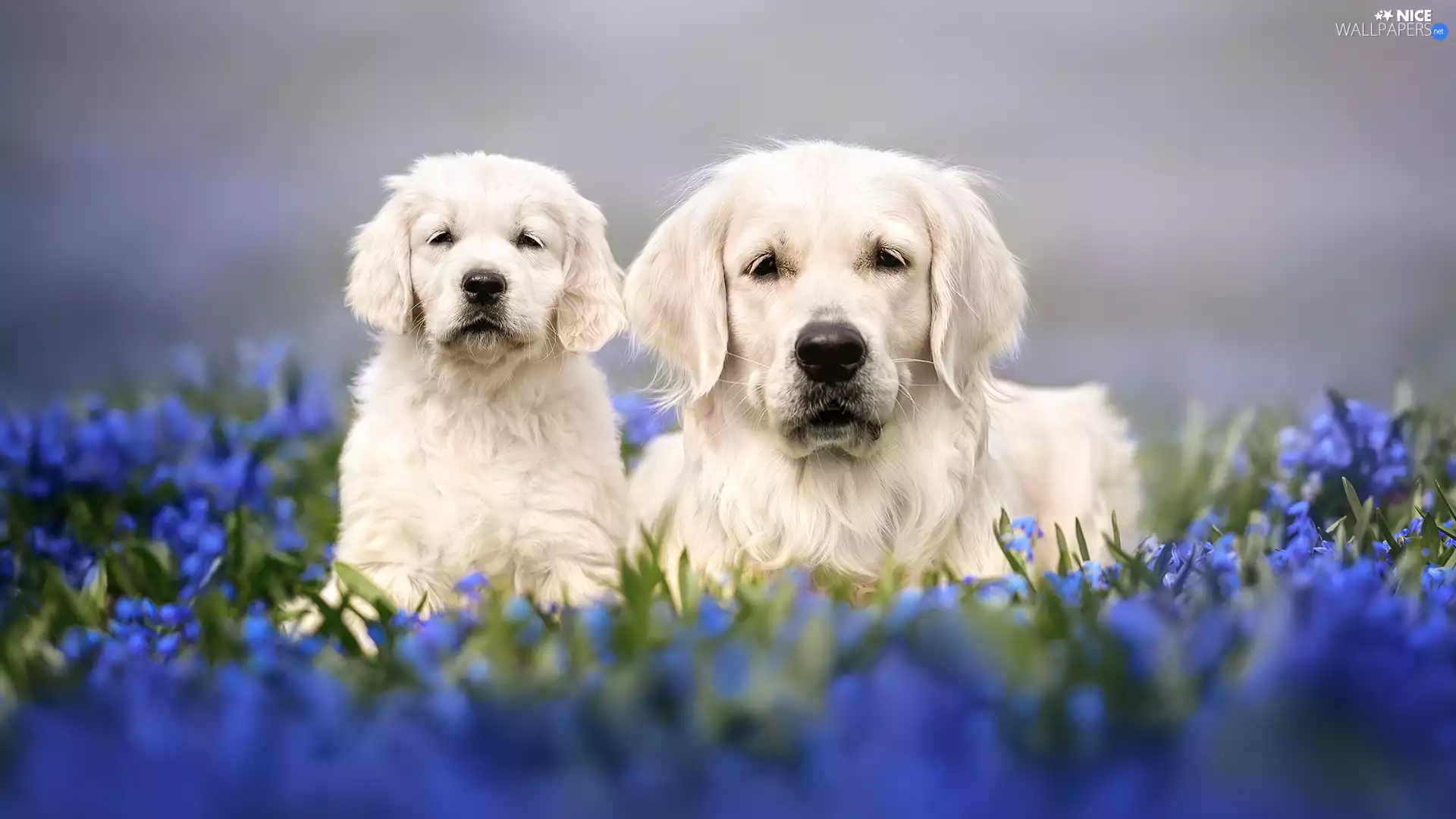 Two cars, Golden Retriever, Puppy, Dogs