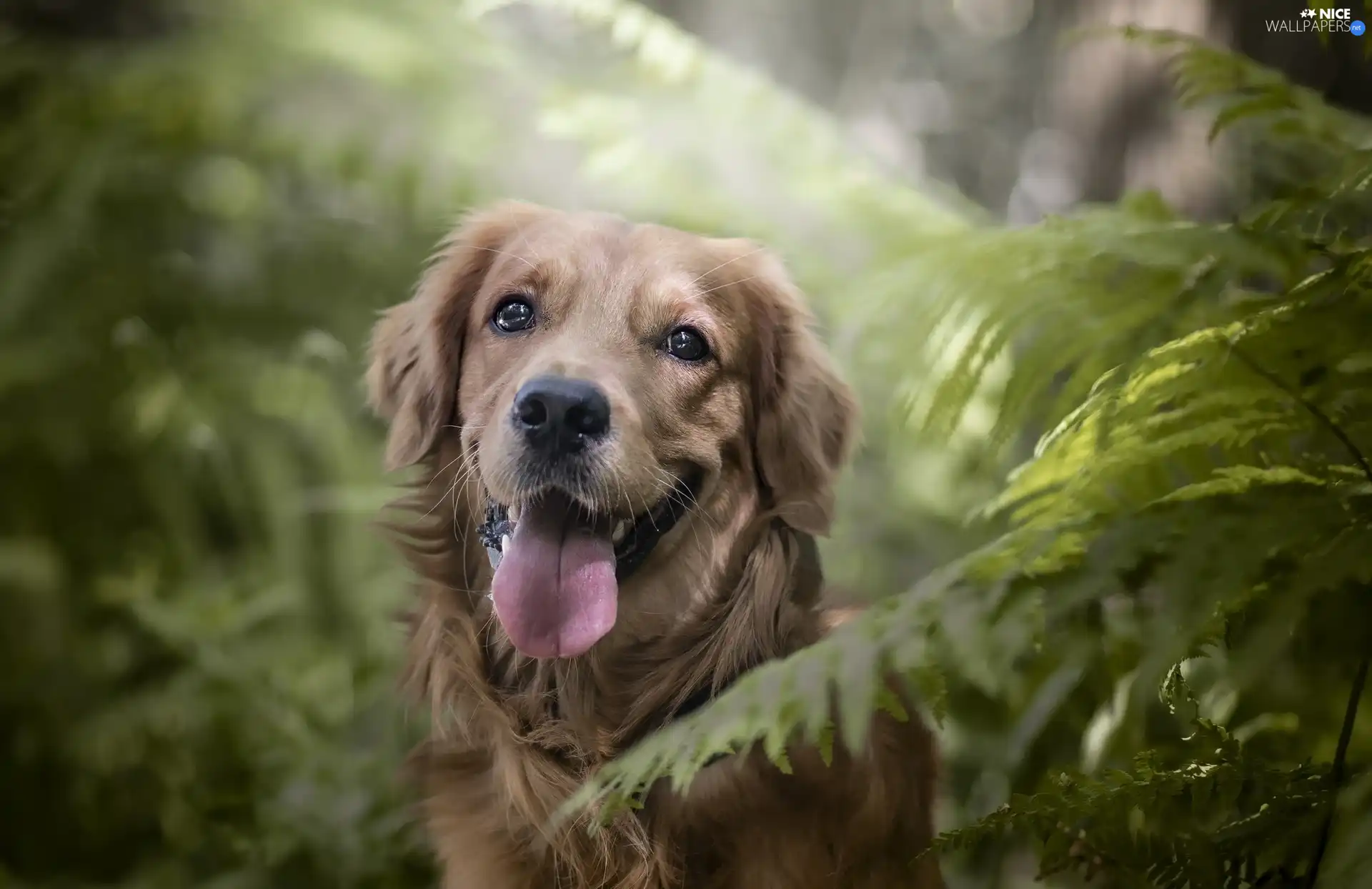 fern, dog, Golden Retriever