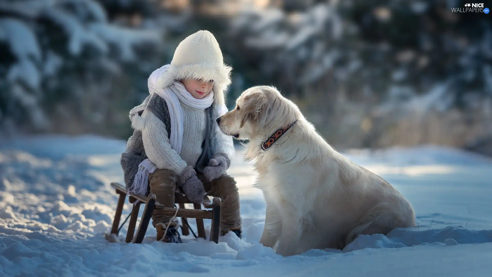 sledge, boy, Golden Retriever, snow, dog, winter