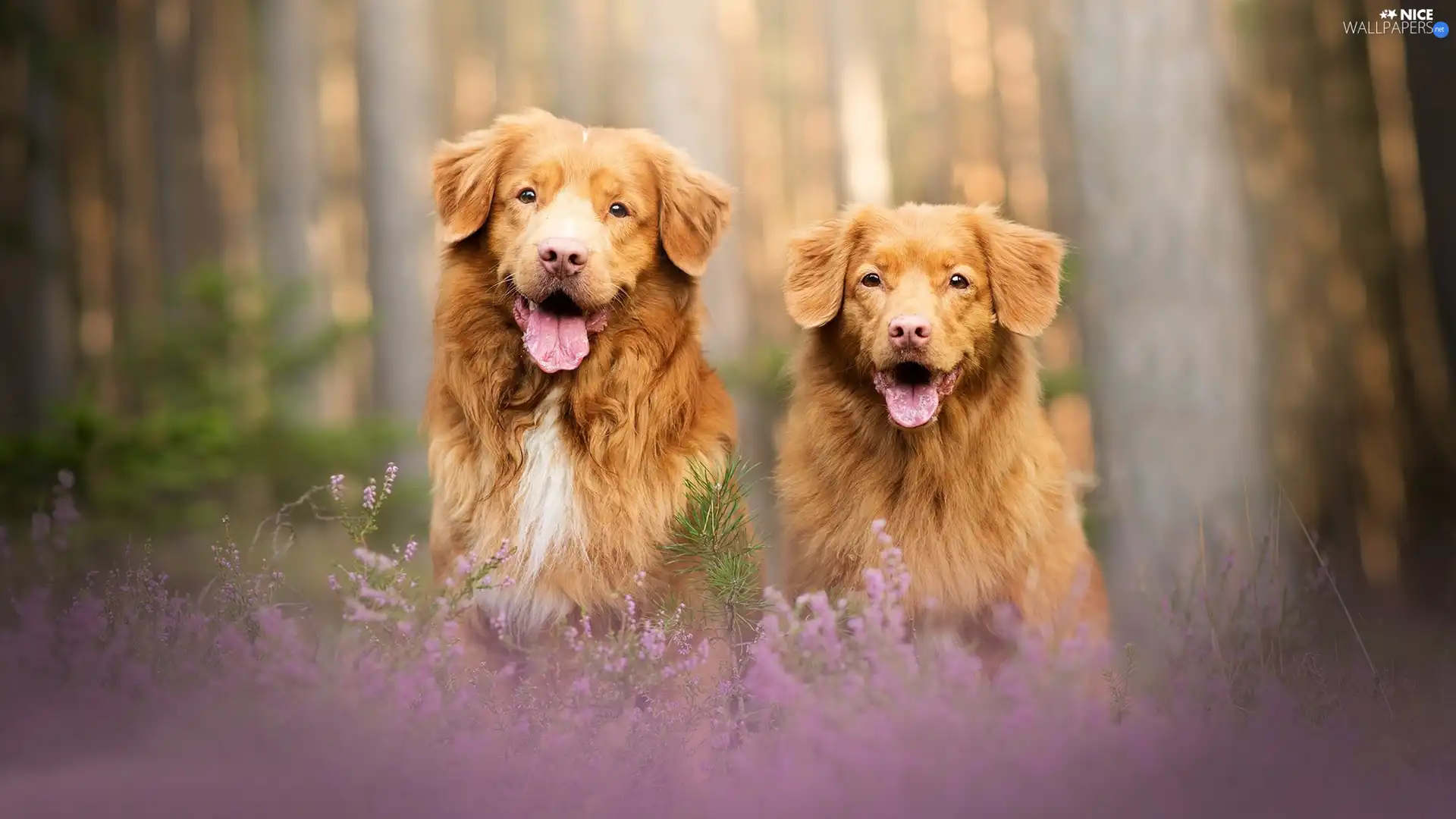 Two cars, Retriever Nova Scotia, heathers, Dogs