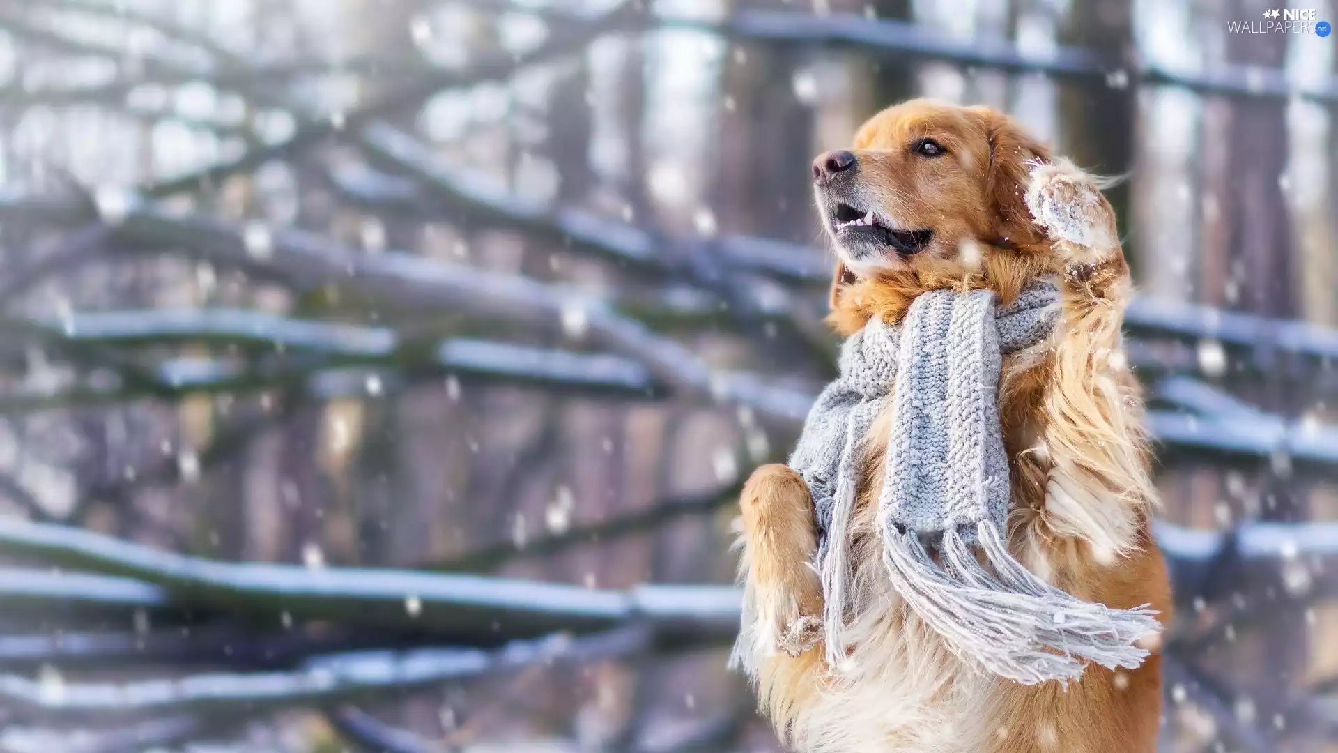 Scarf, dog, Golden Retriever