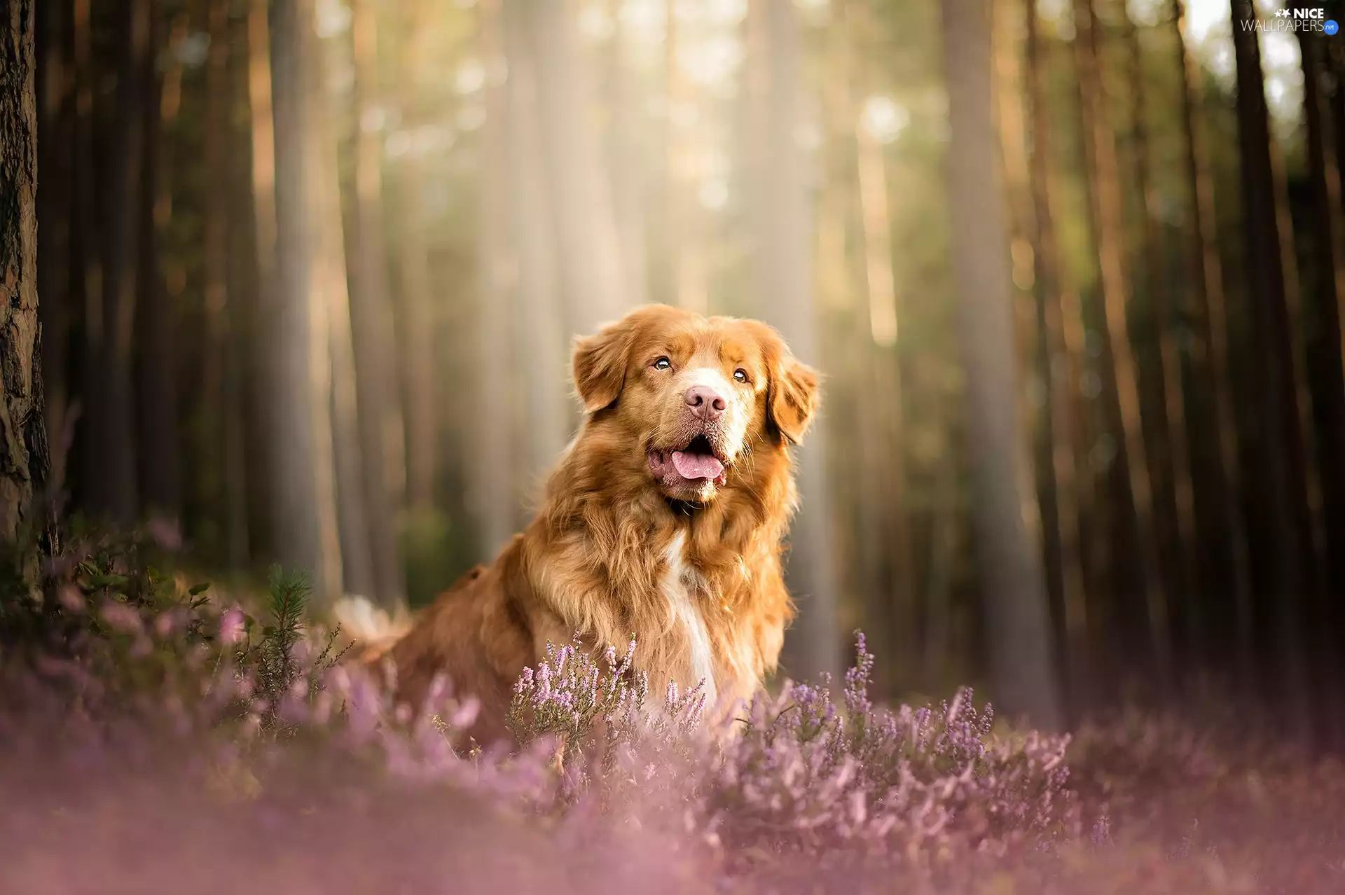 dog, heathers, forest, Retriever Nova Scotia