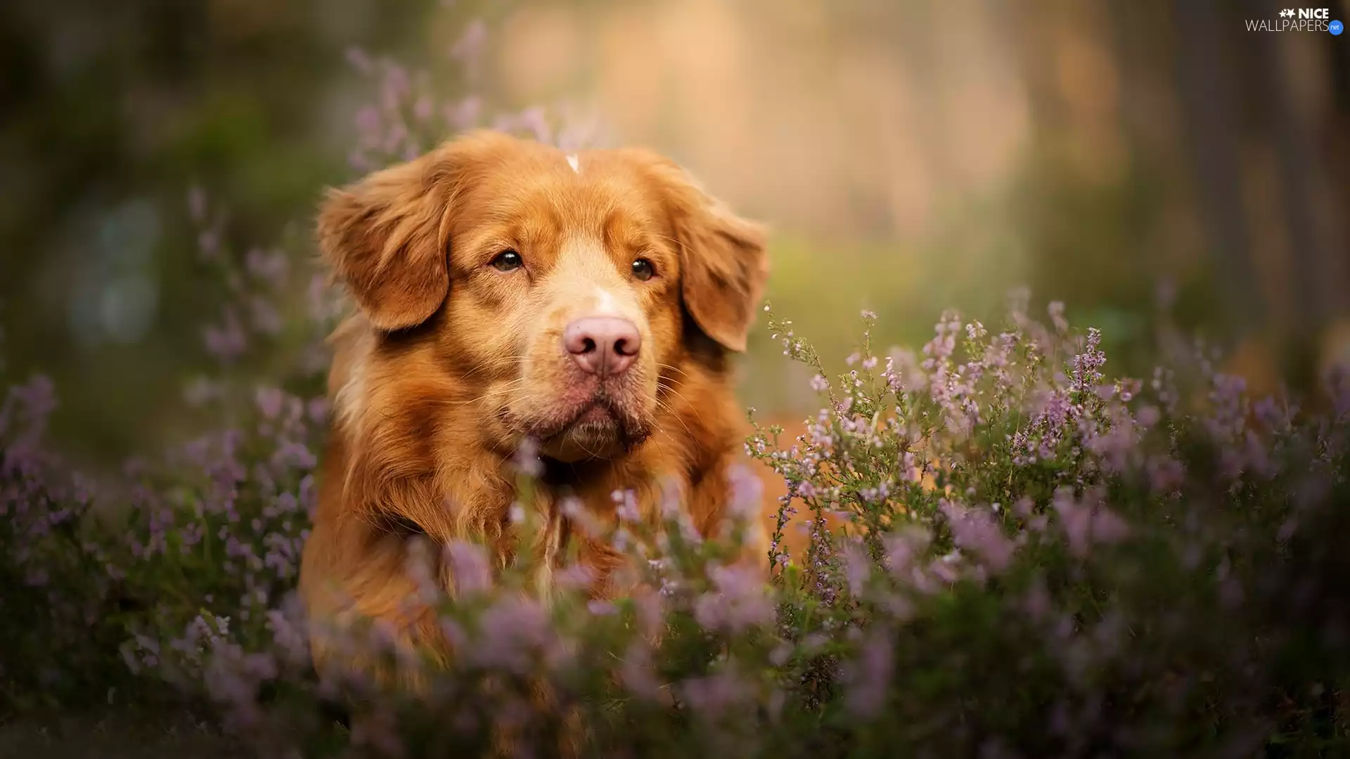 dog, muzzle, heather, Retriever Nova Scotia