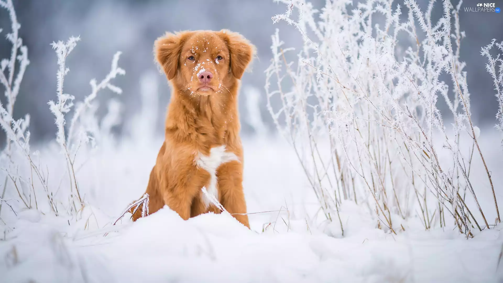 dog, snow, Plants, Retriever Nova Scotia