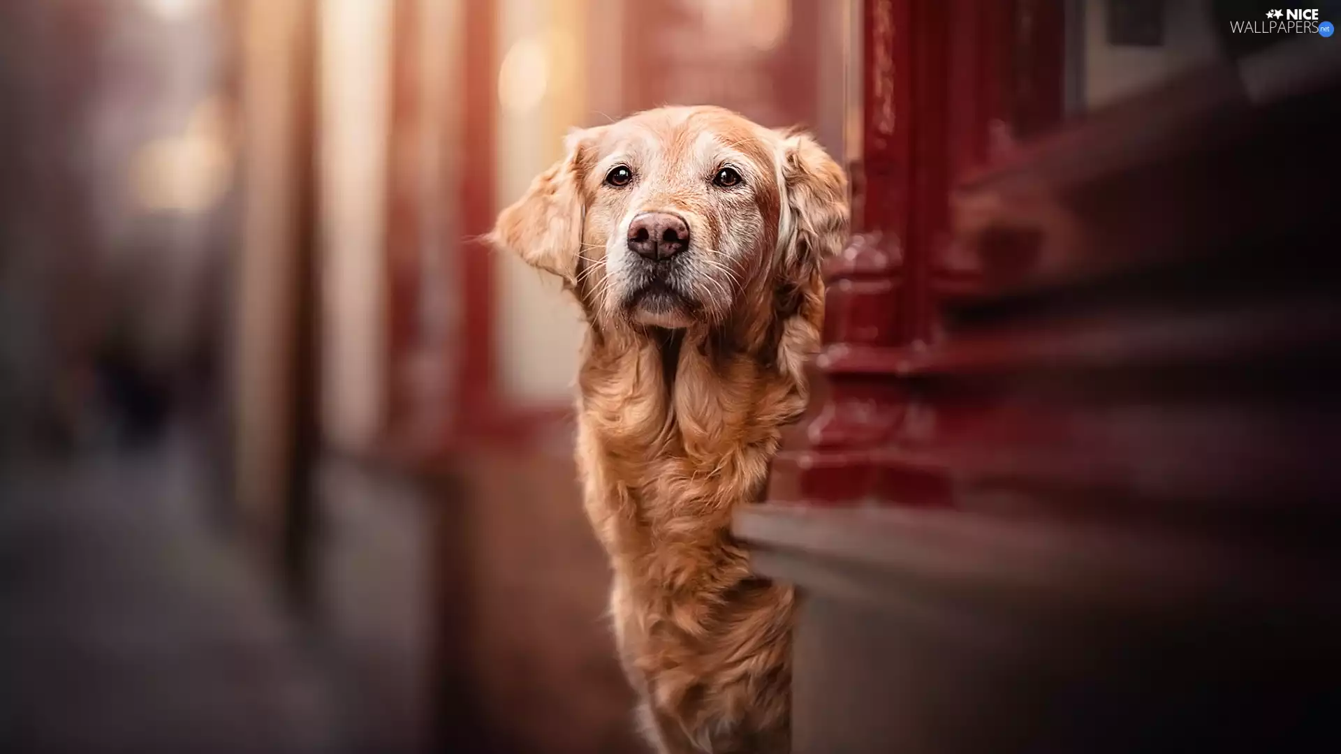 wall, dog, Golden Retriever