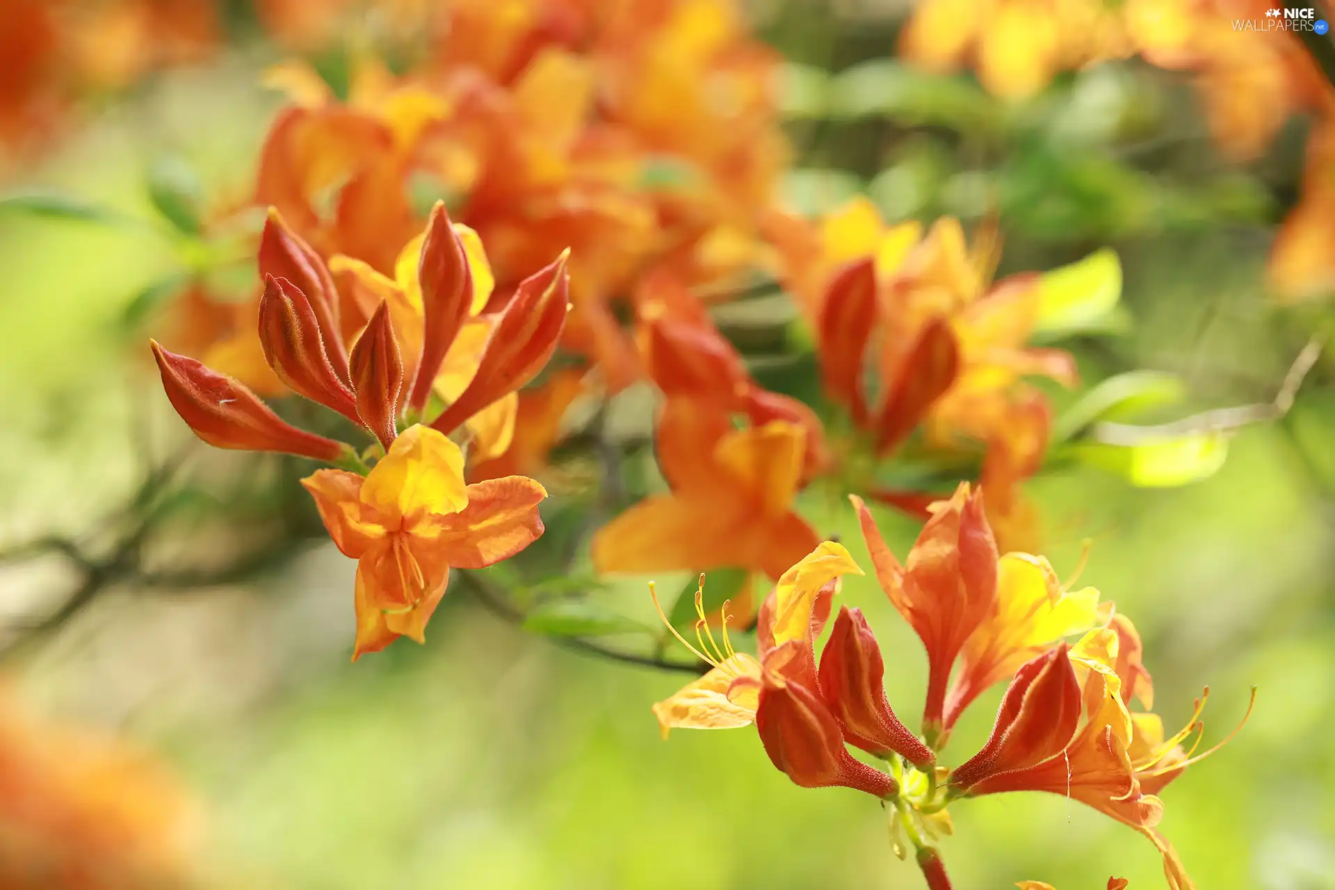 azalea, Orange, Flowers, rhododendron